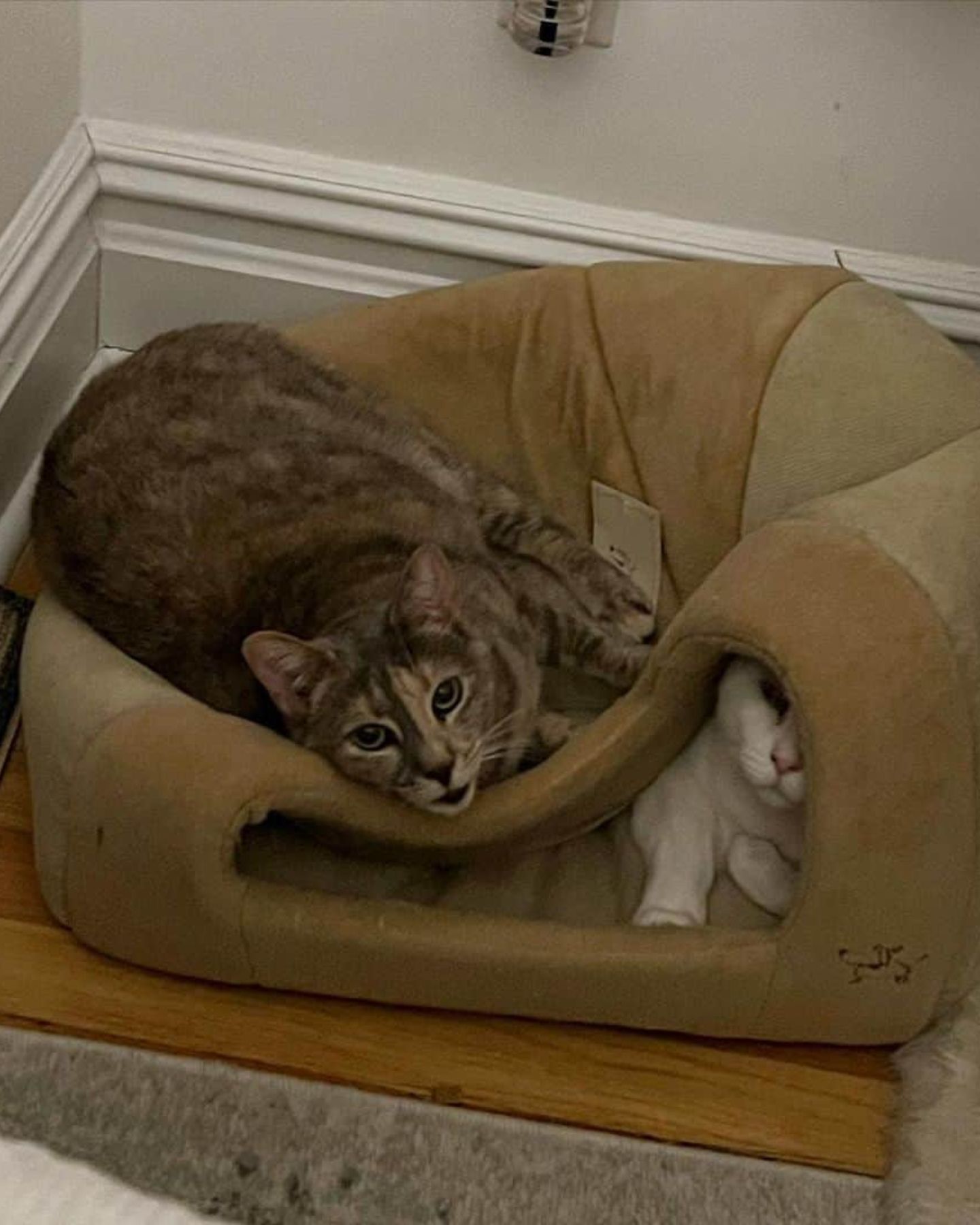 blind and deaf cats lie together