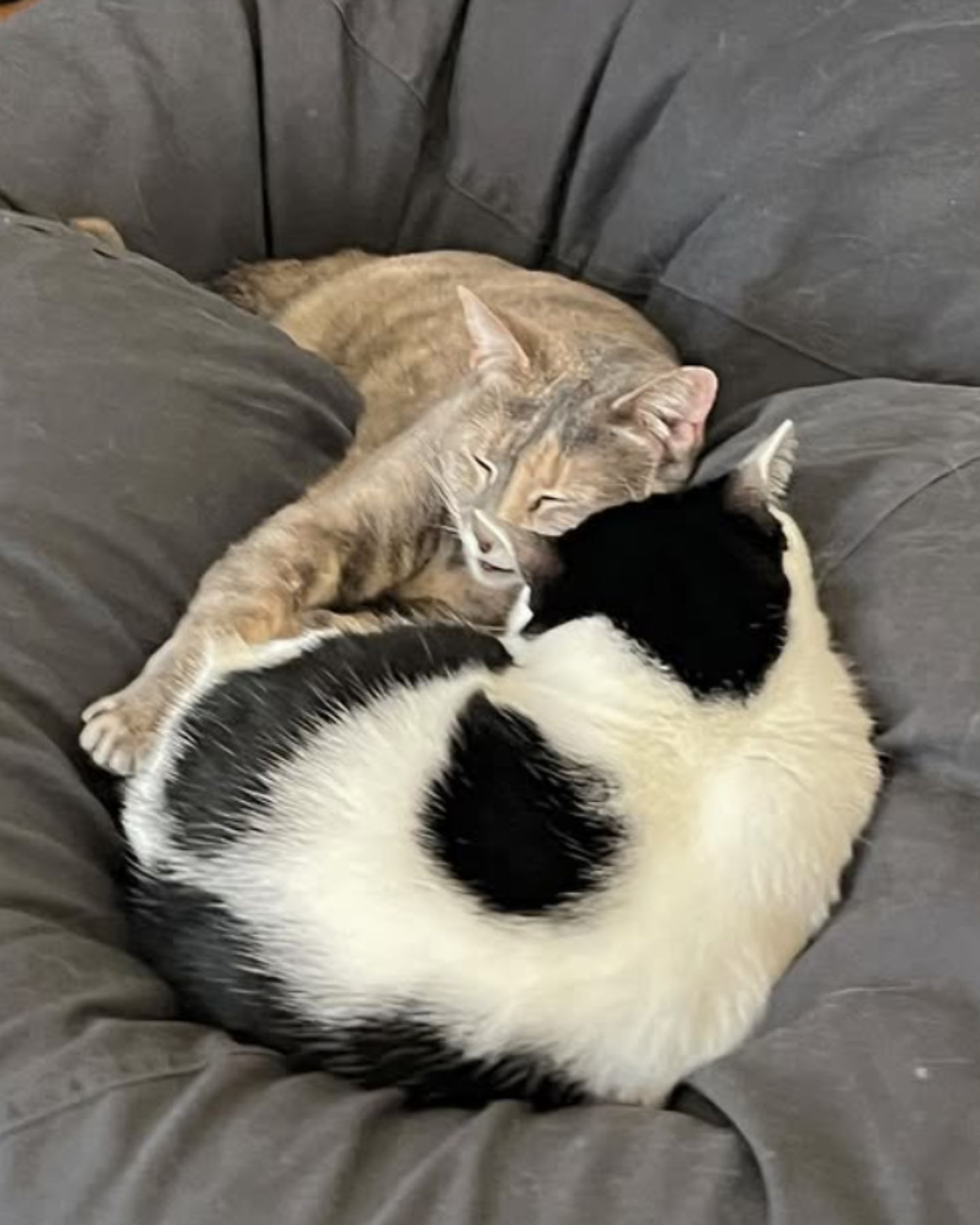 blind and deaf cats sleep next to each other