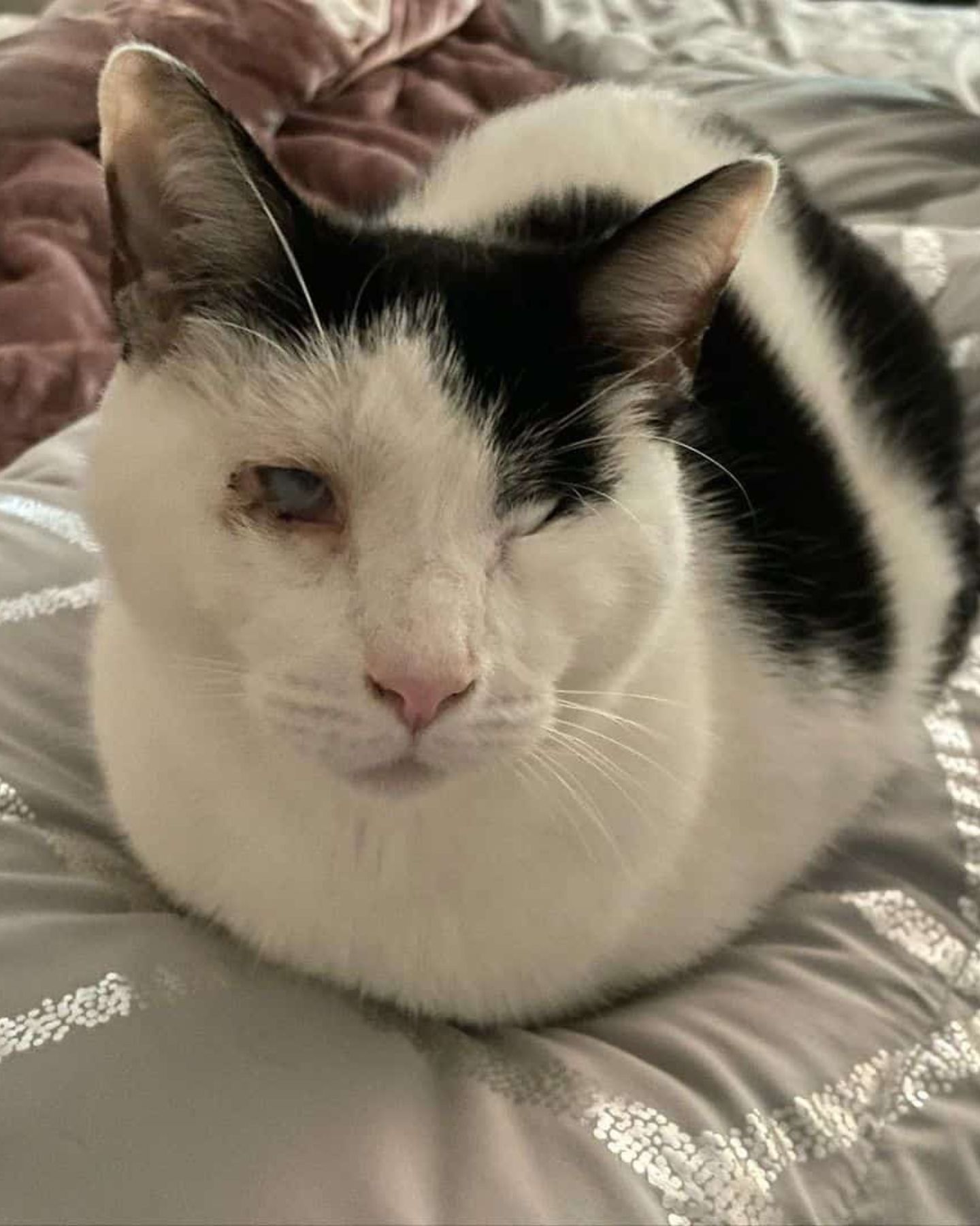 blind beautiful black and white cat
