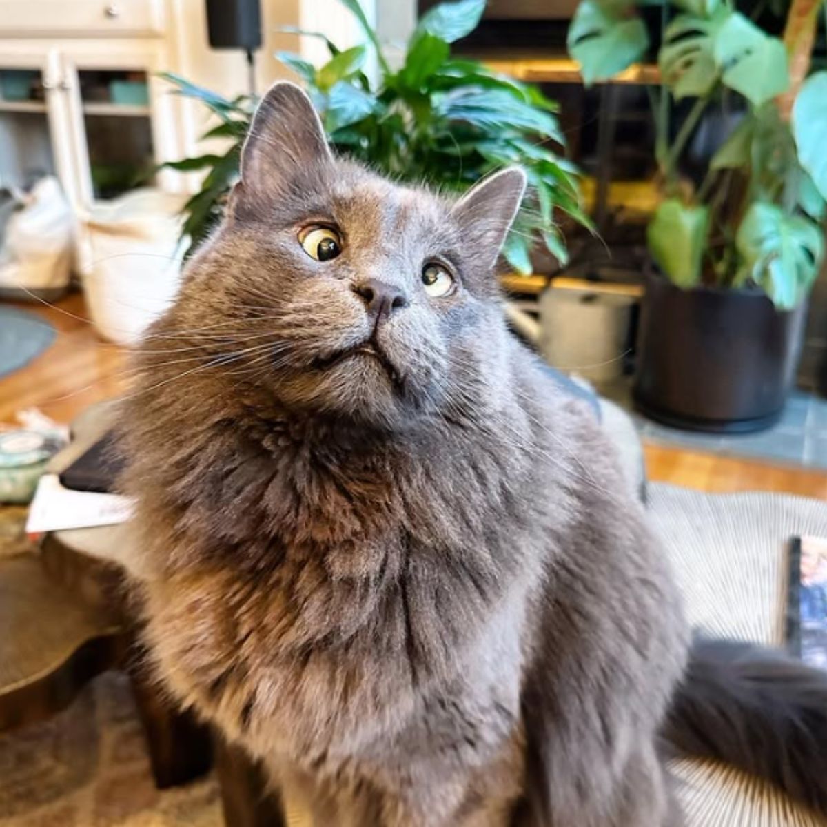 blind but beautiful cat