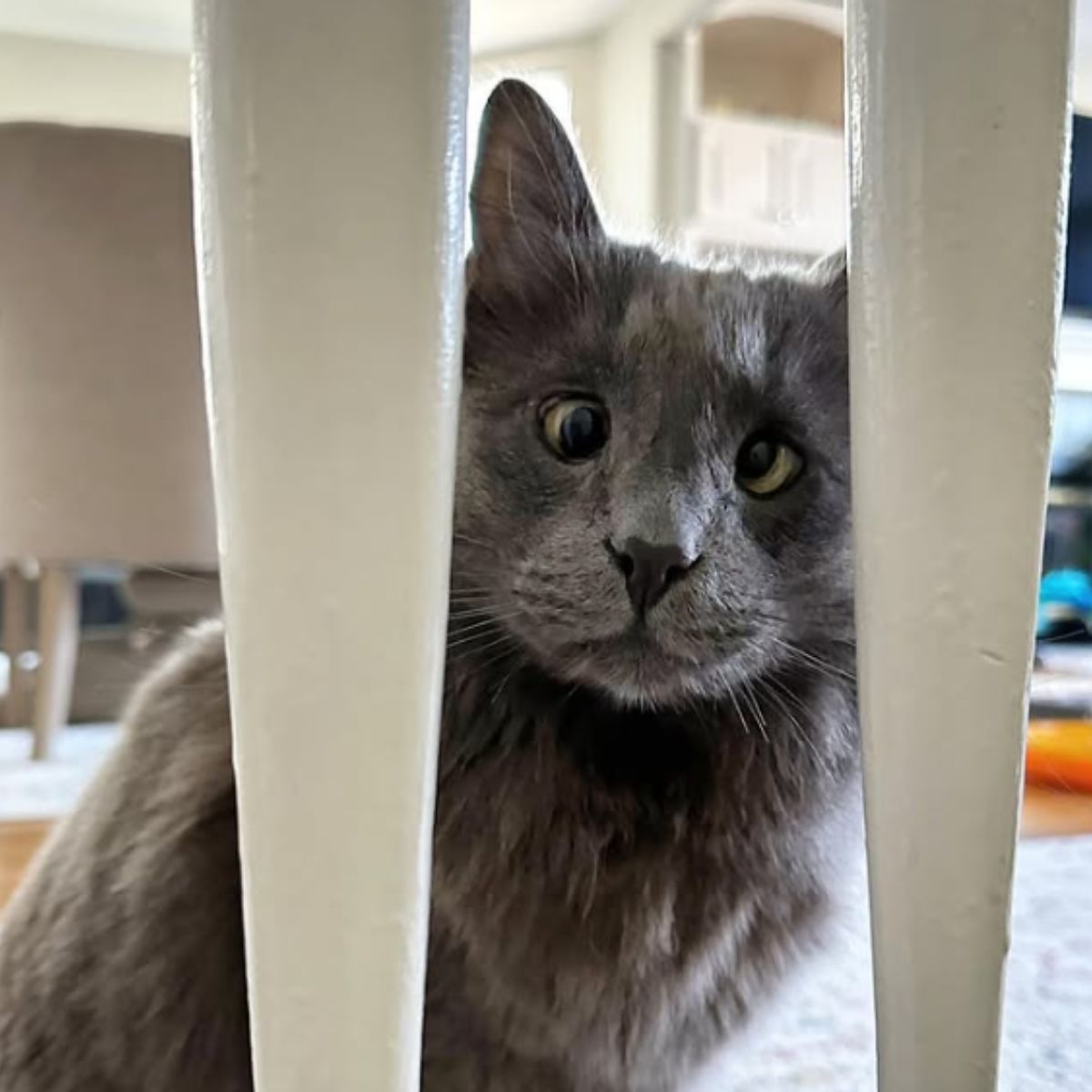 blind cat is hiding