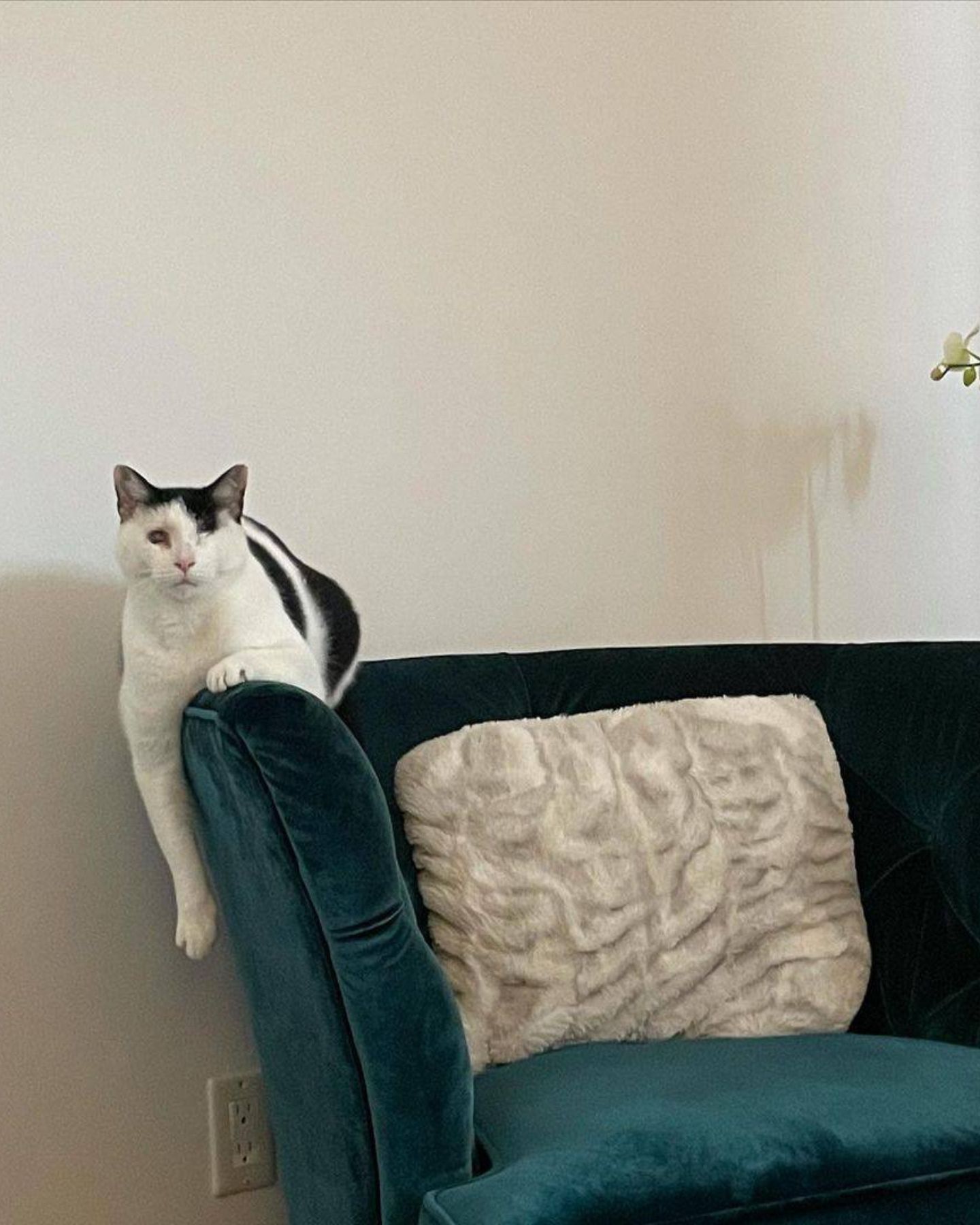 blind cat on the sofa
