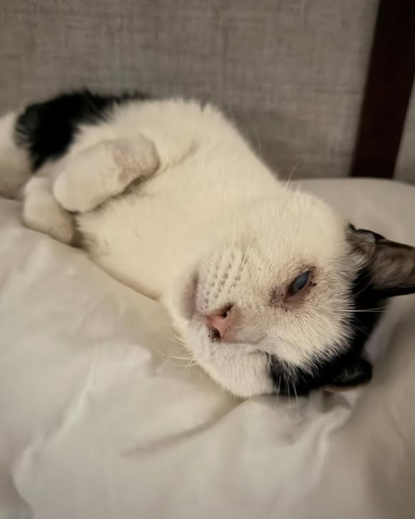 blind cat taking a nice nap