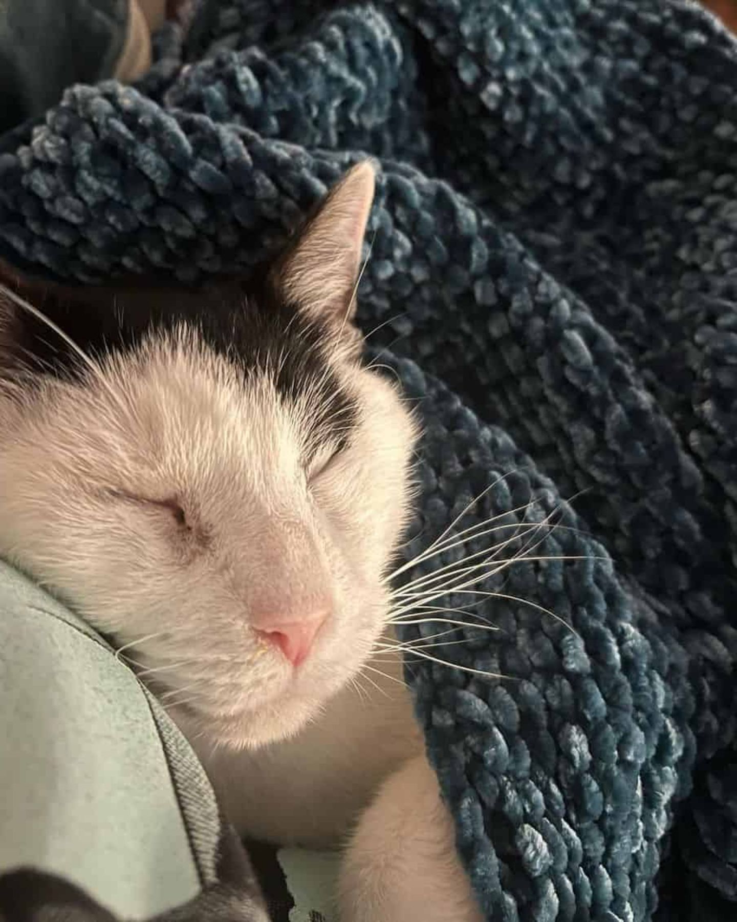 blind cat under a blanket