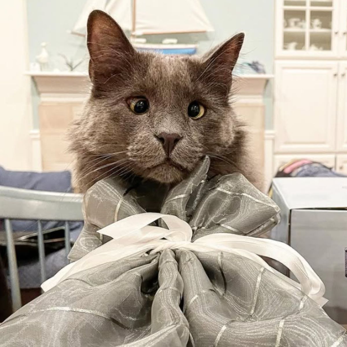 blind cat with gray fur
