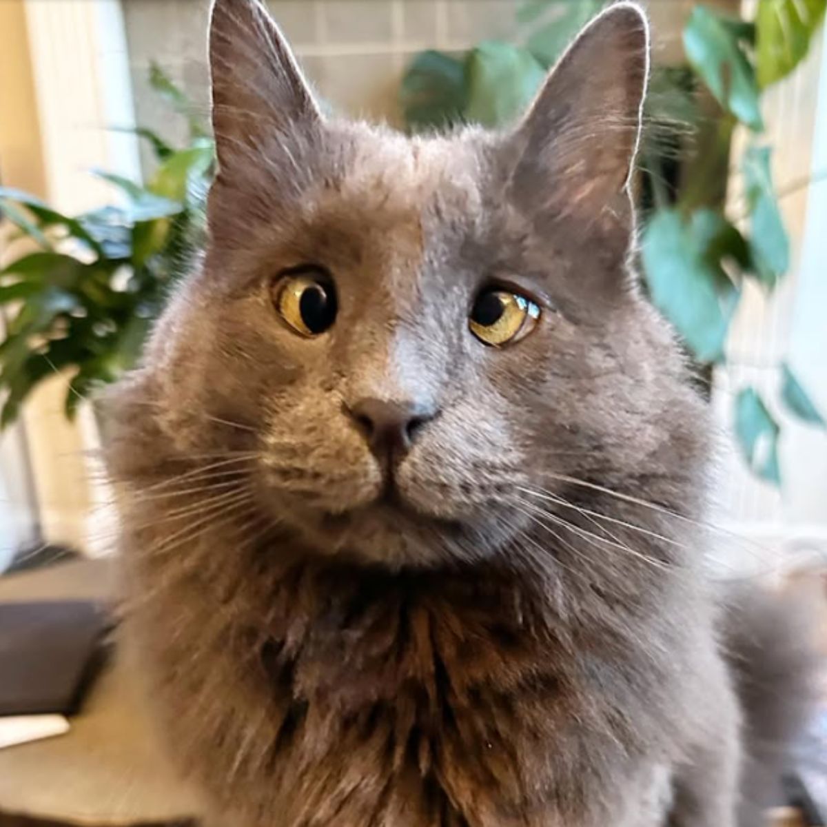 blind cat