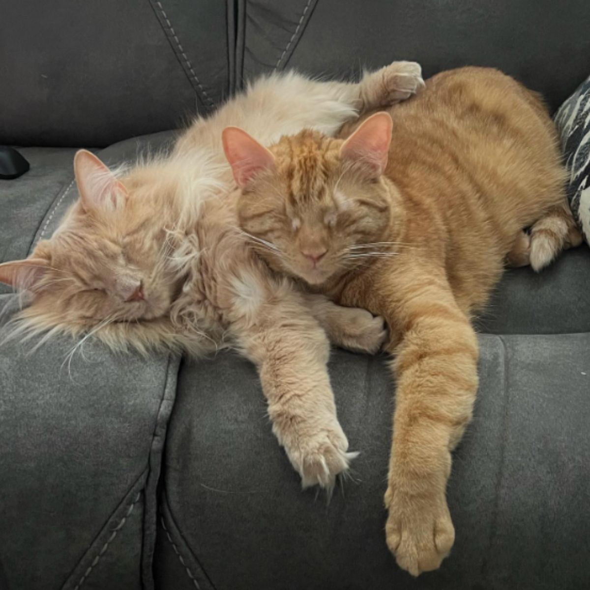 blind cats lying on a couch