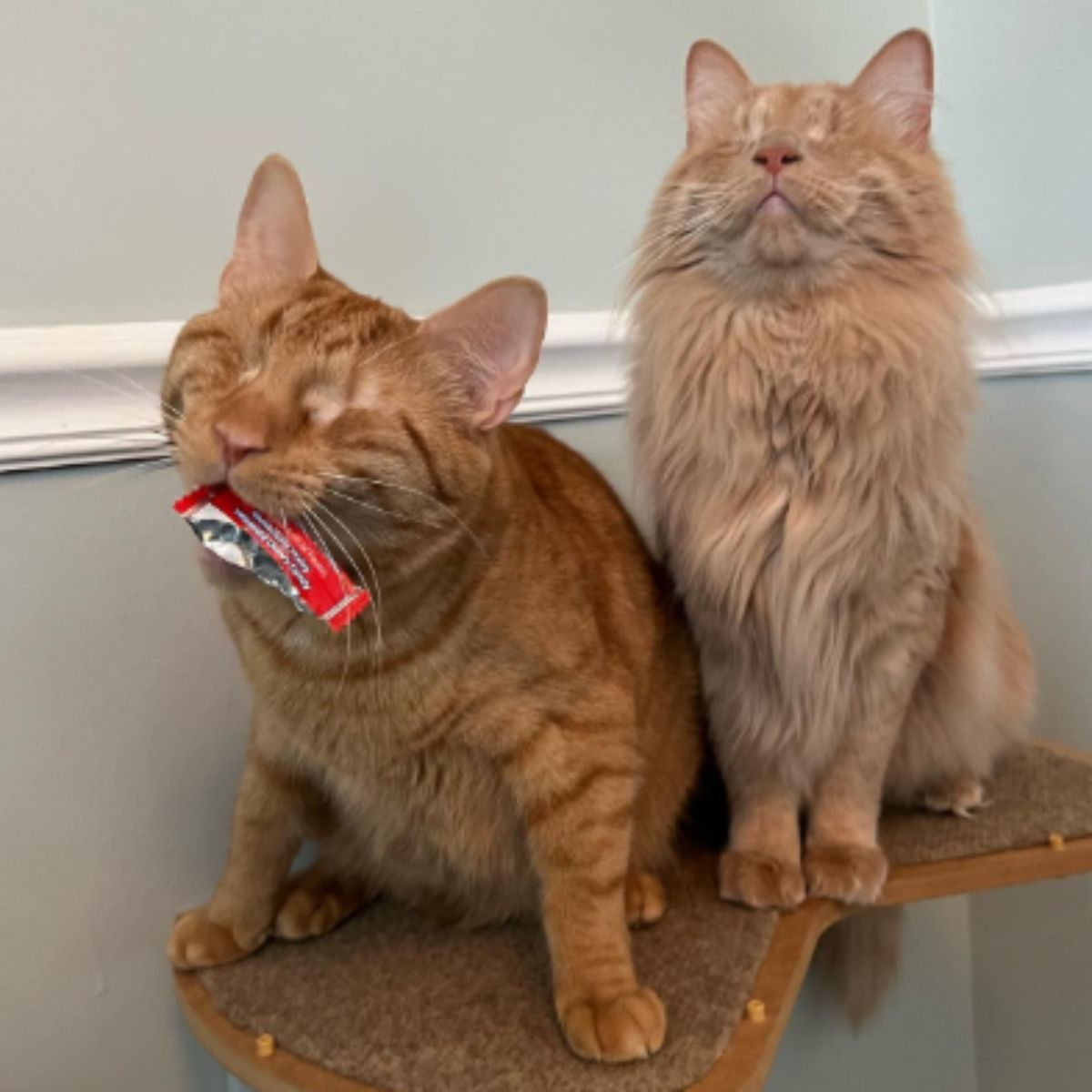 blind cats posing for a photo