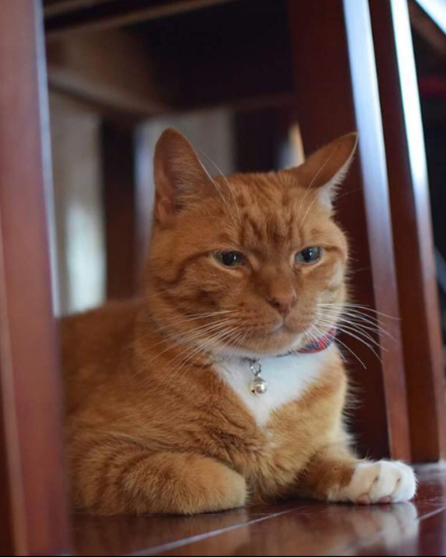 bobo the cat