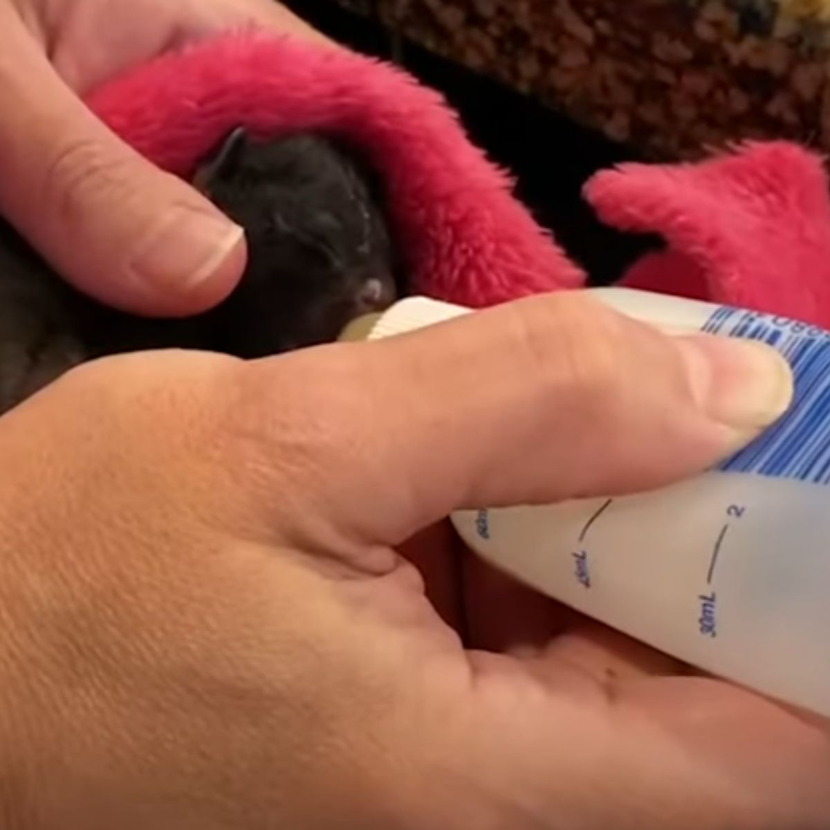 bottle fed kitten