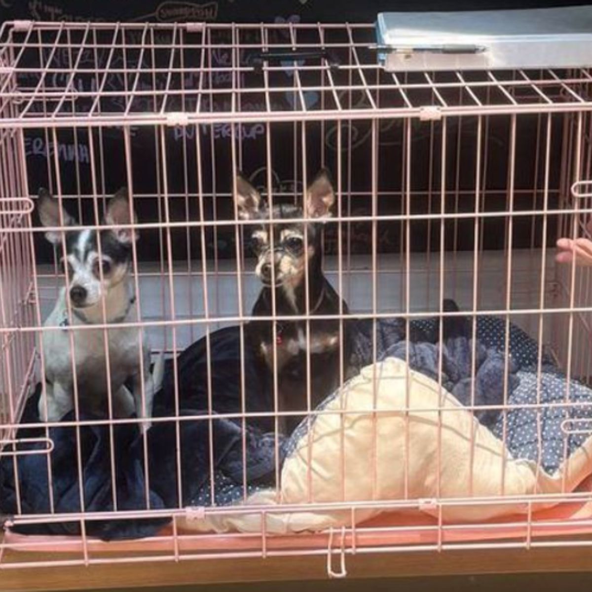 cage with dogs in it