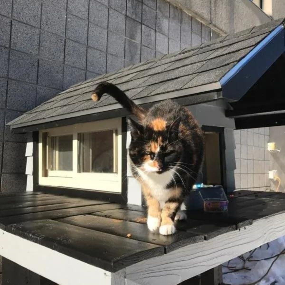 calico cat and her new house
