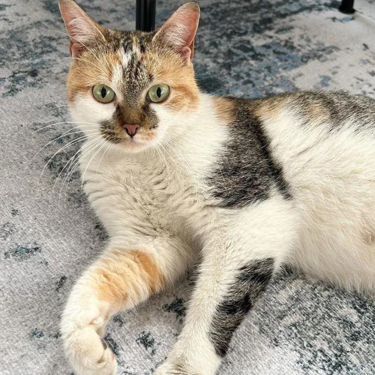 calico cat on the floor