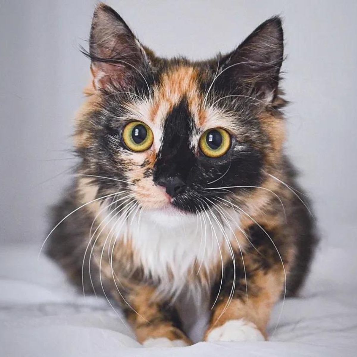 calico cat