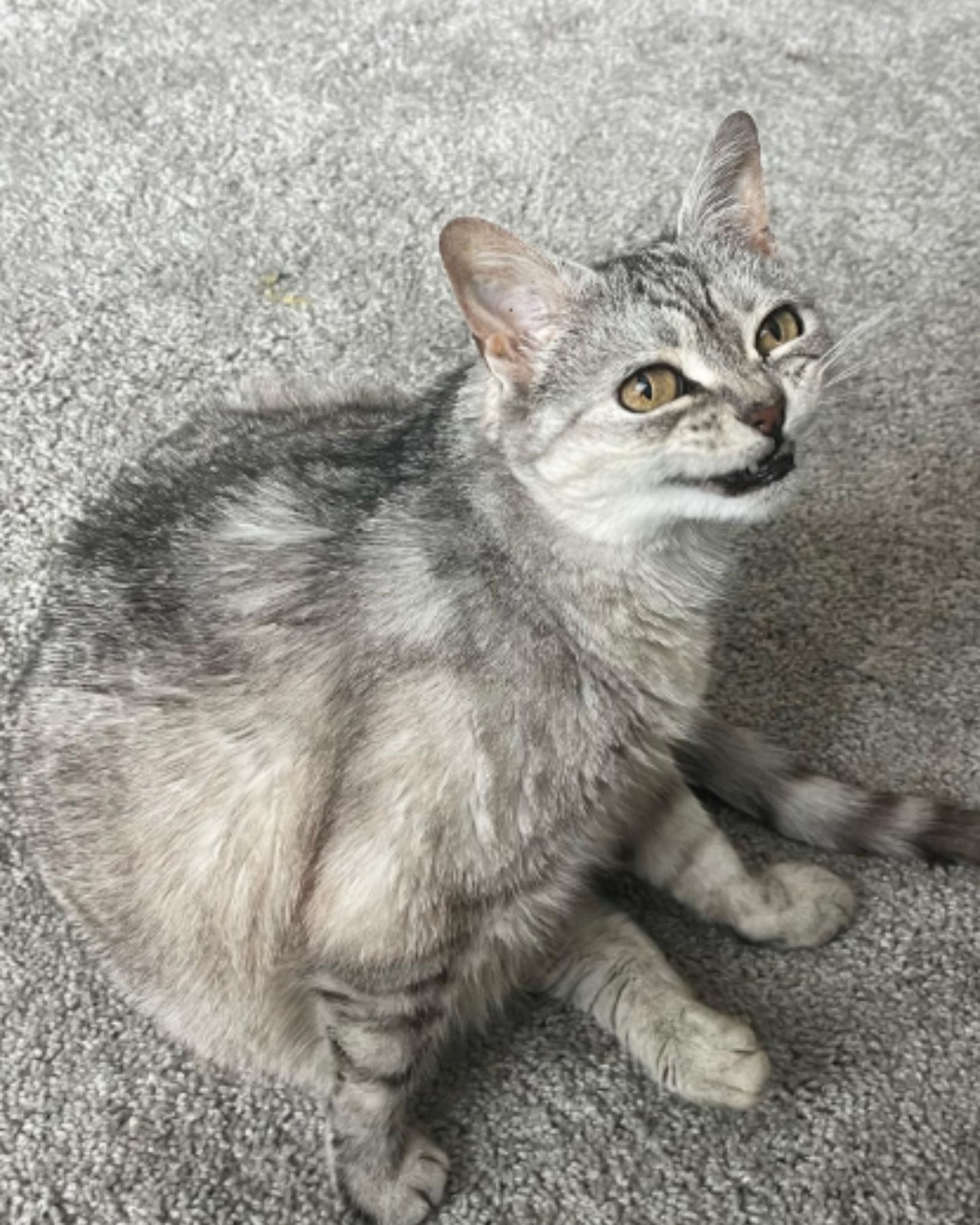 cat adopted from shelter