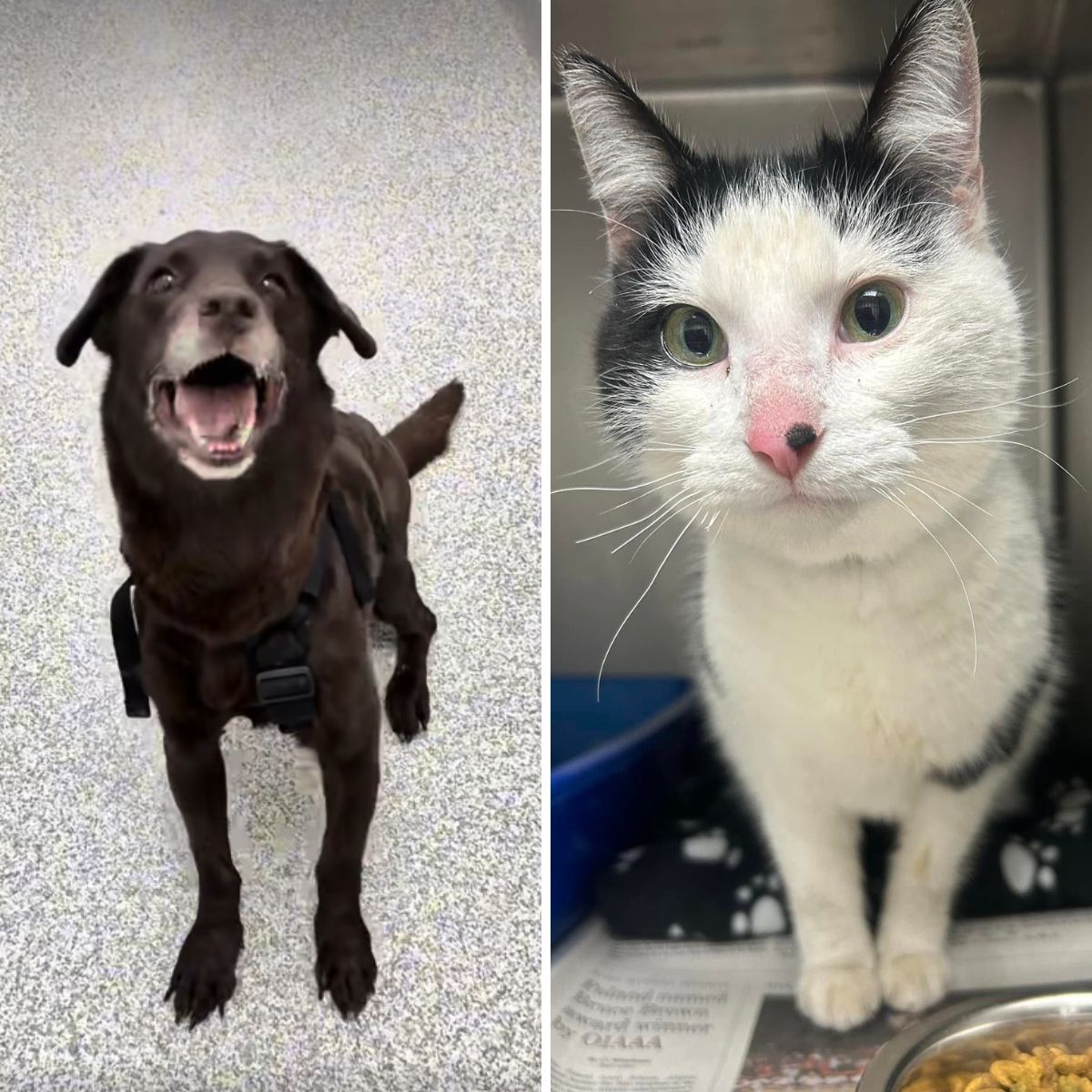 cat and a dog