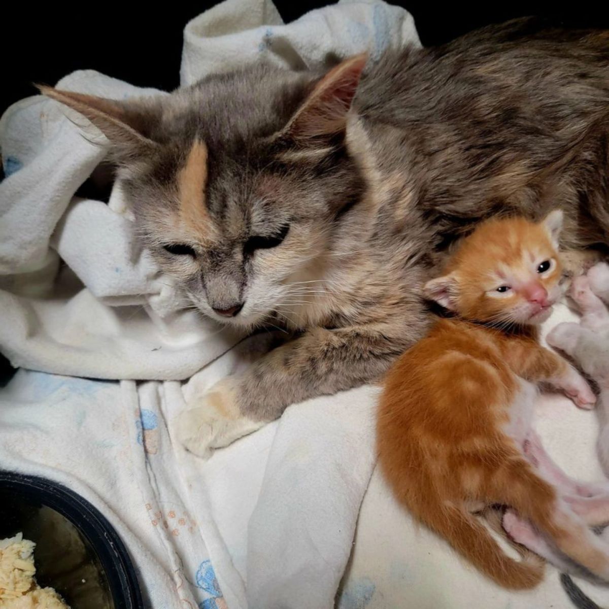 cat and a kitten