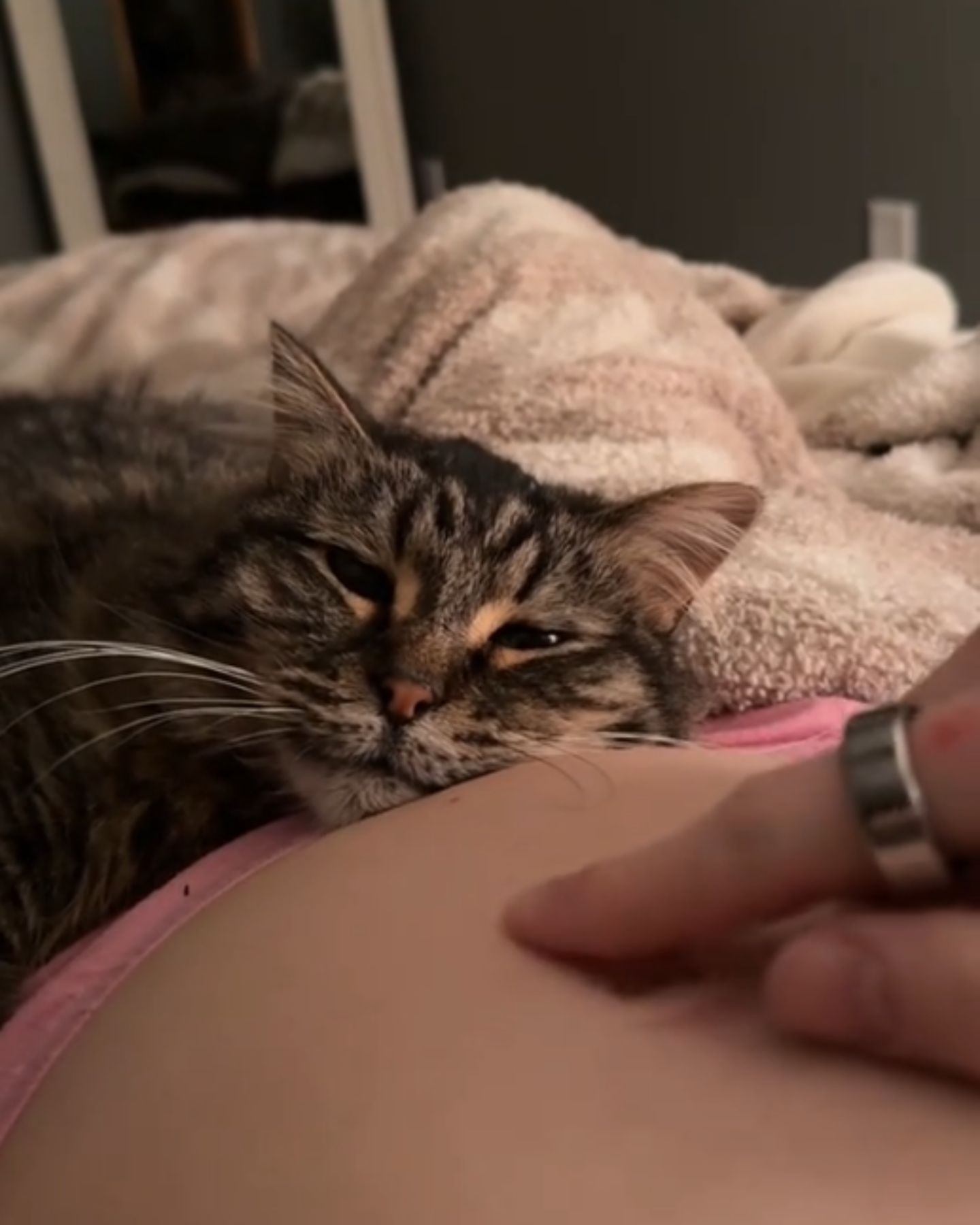 cat and belly of pregnant woman