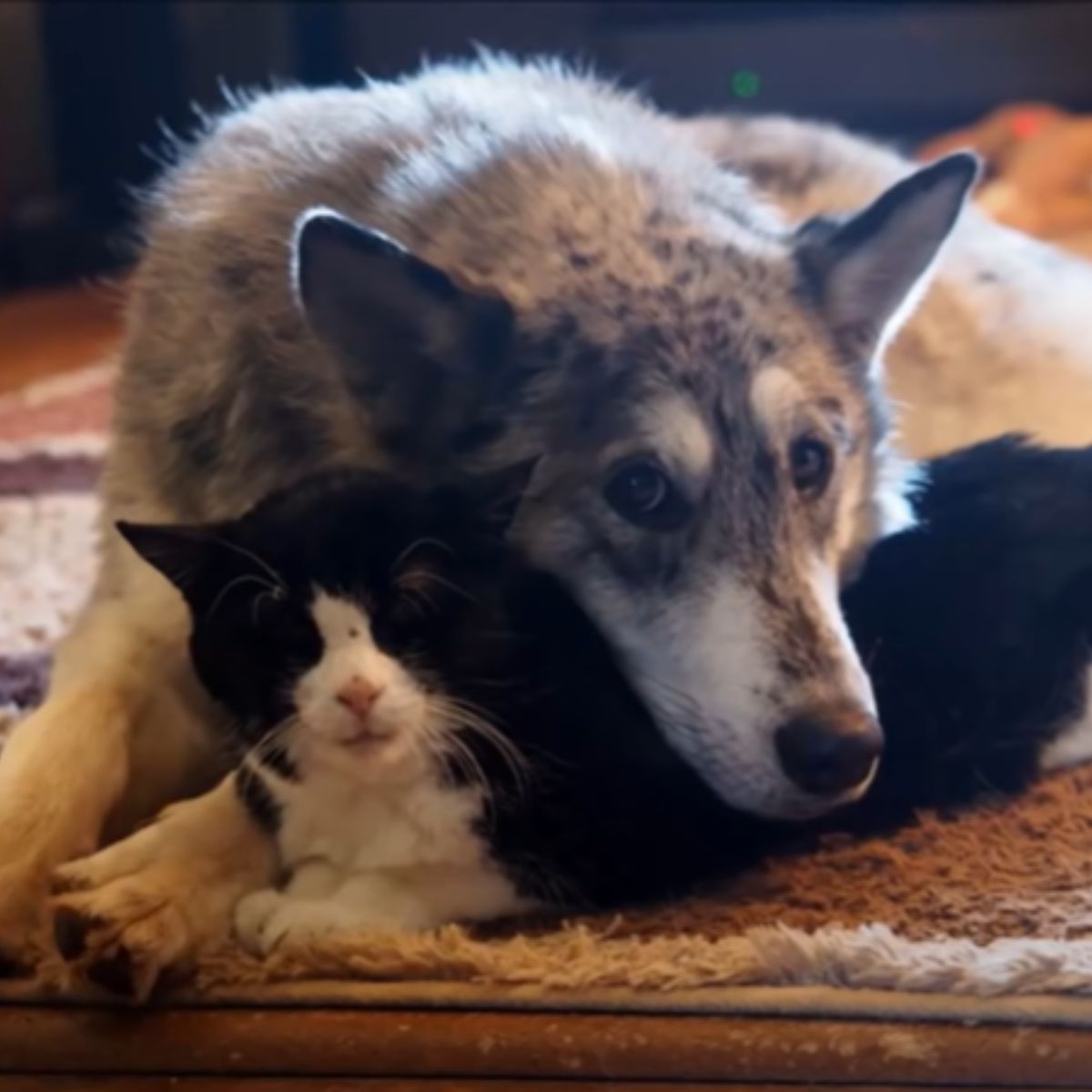 cat and dog cuddling