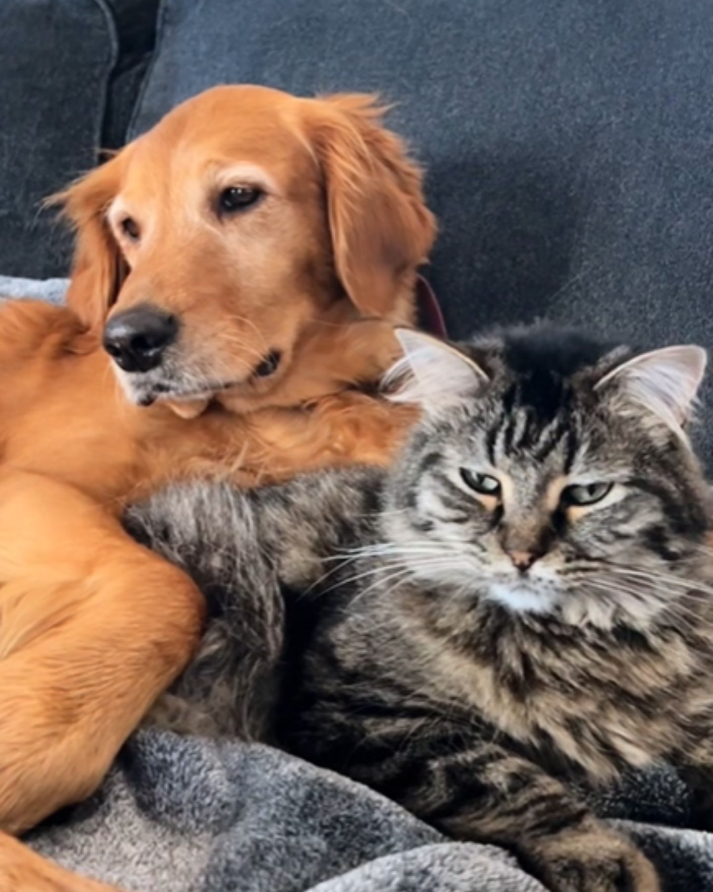 cat and dog cute