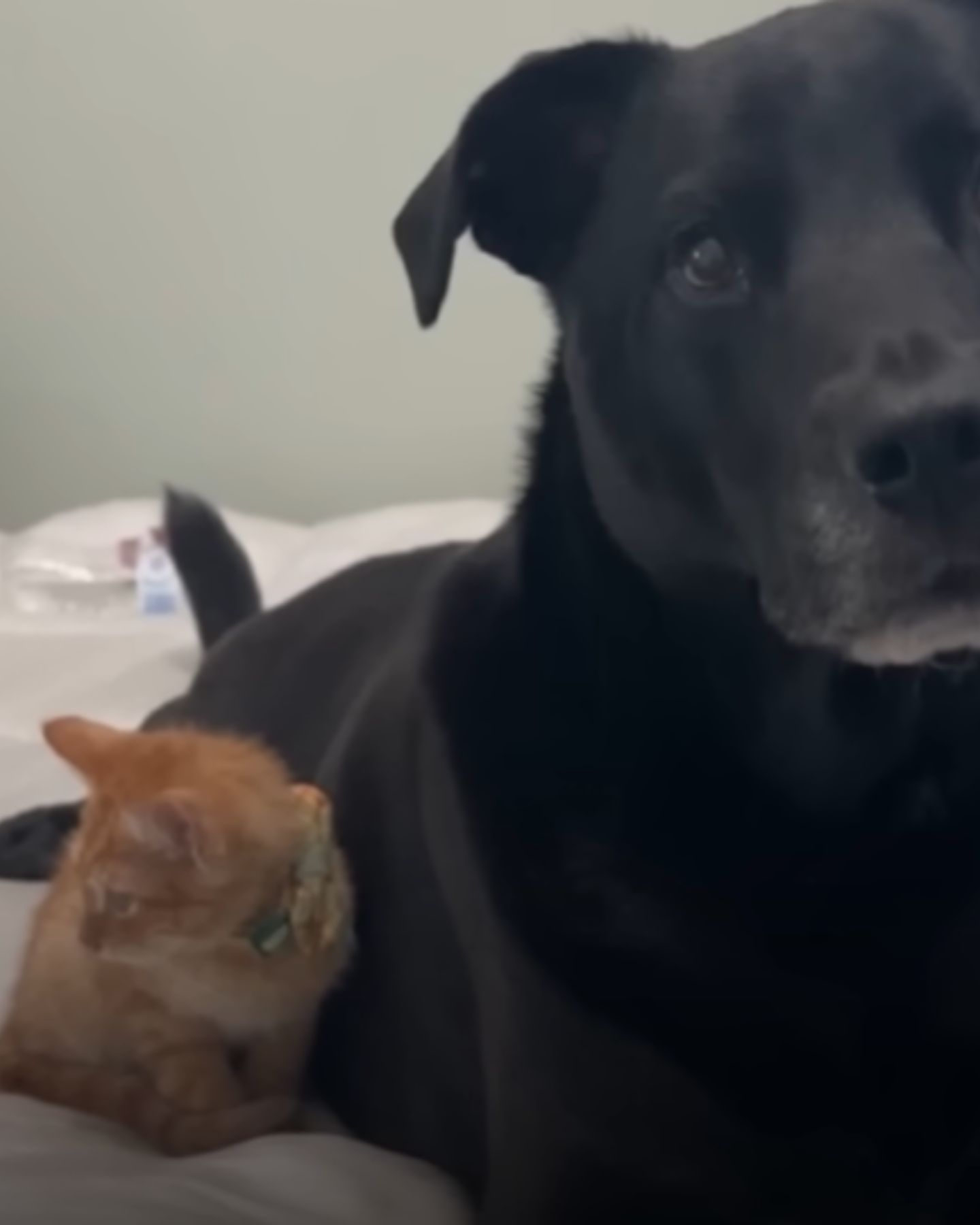cat and dog lying
