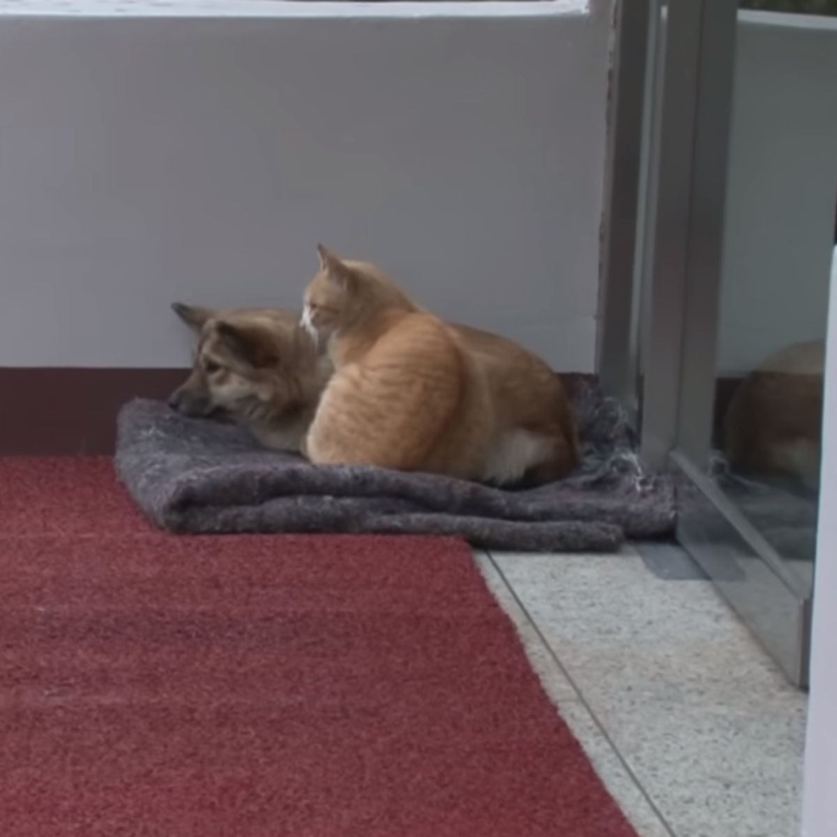 cat and dog lying together