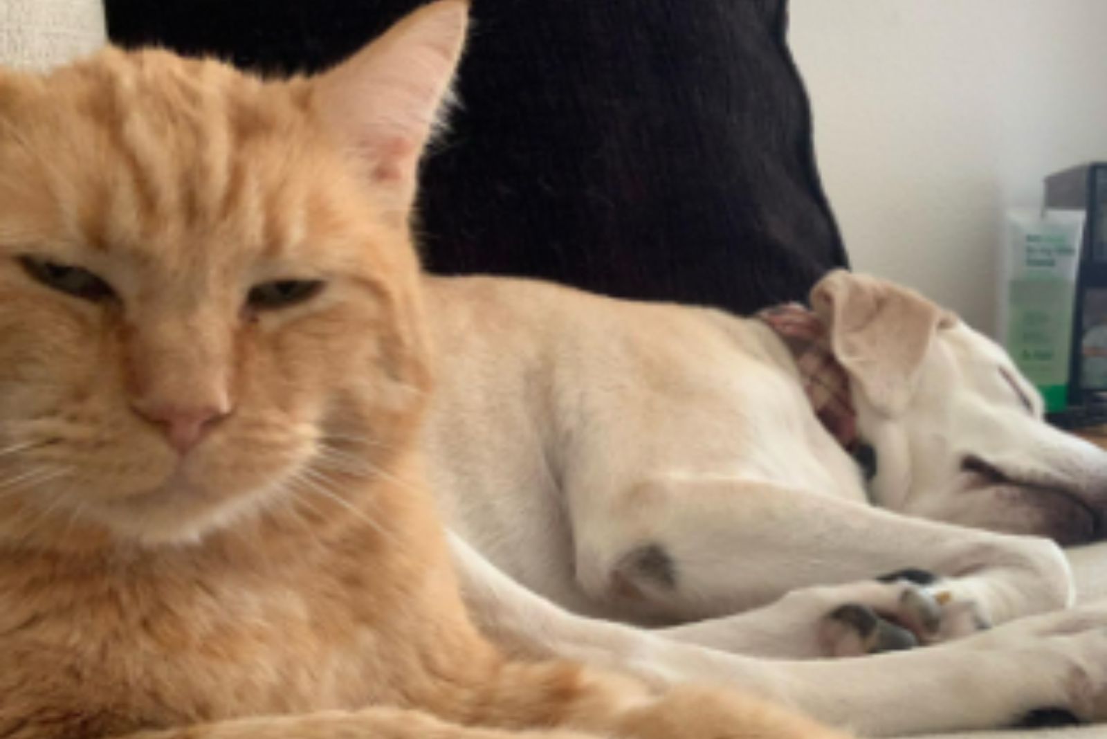 cat and dog lying