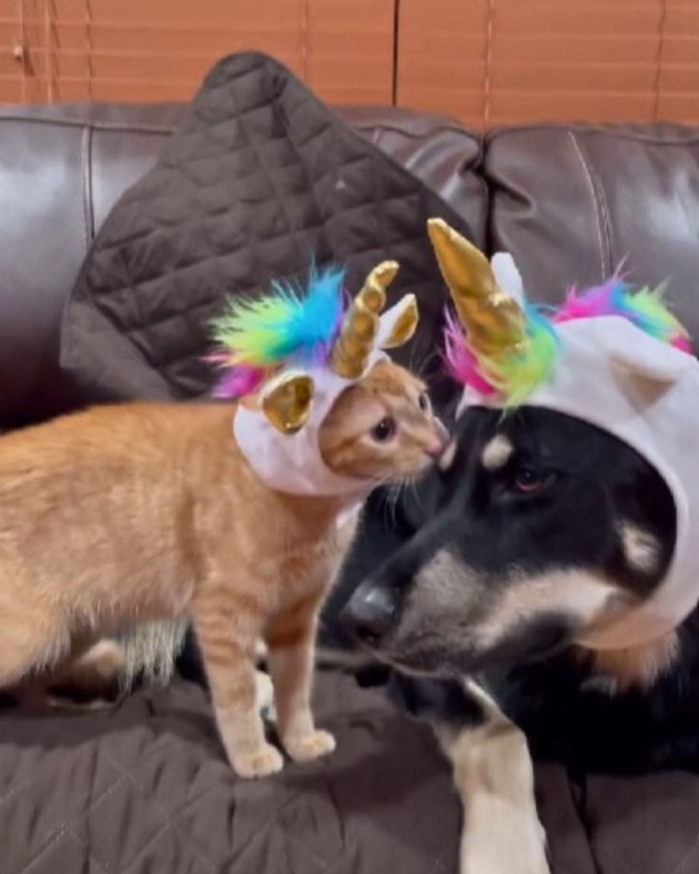 cat and dog wearing unicorn masks