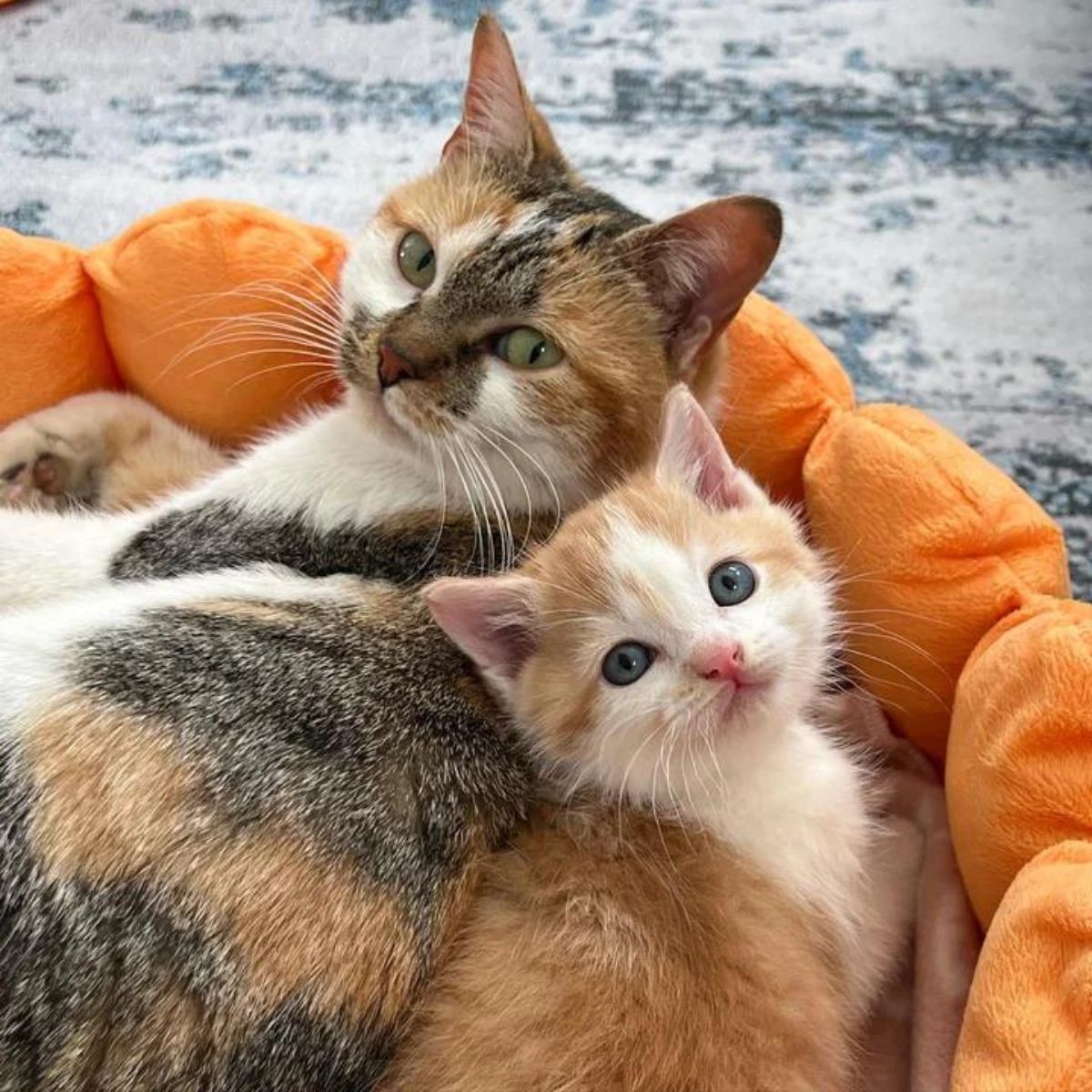 cat and kitten in cat bed