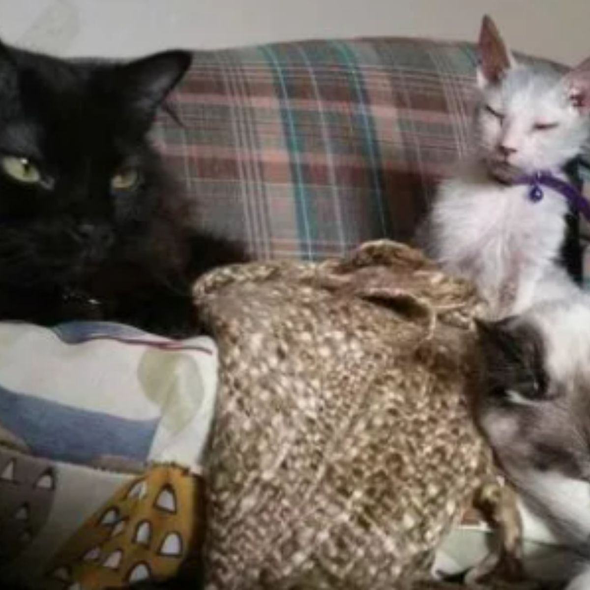 cat and kitten on a couch