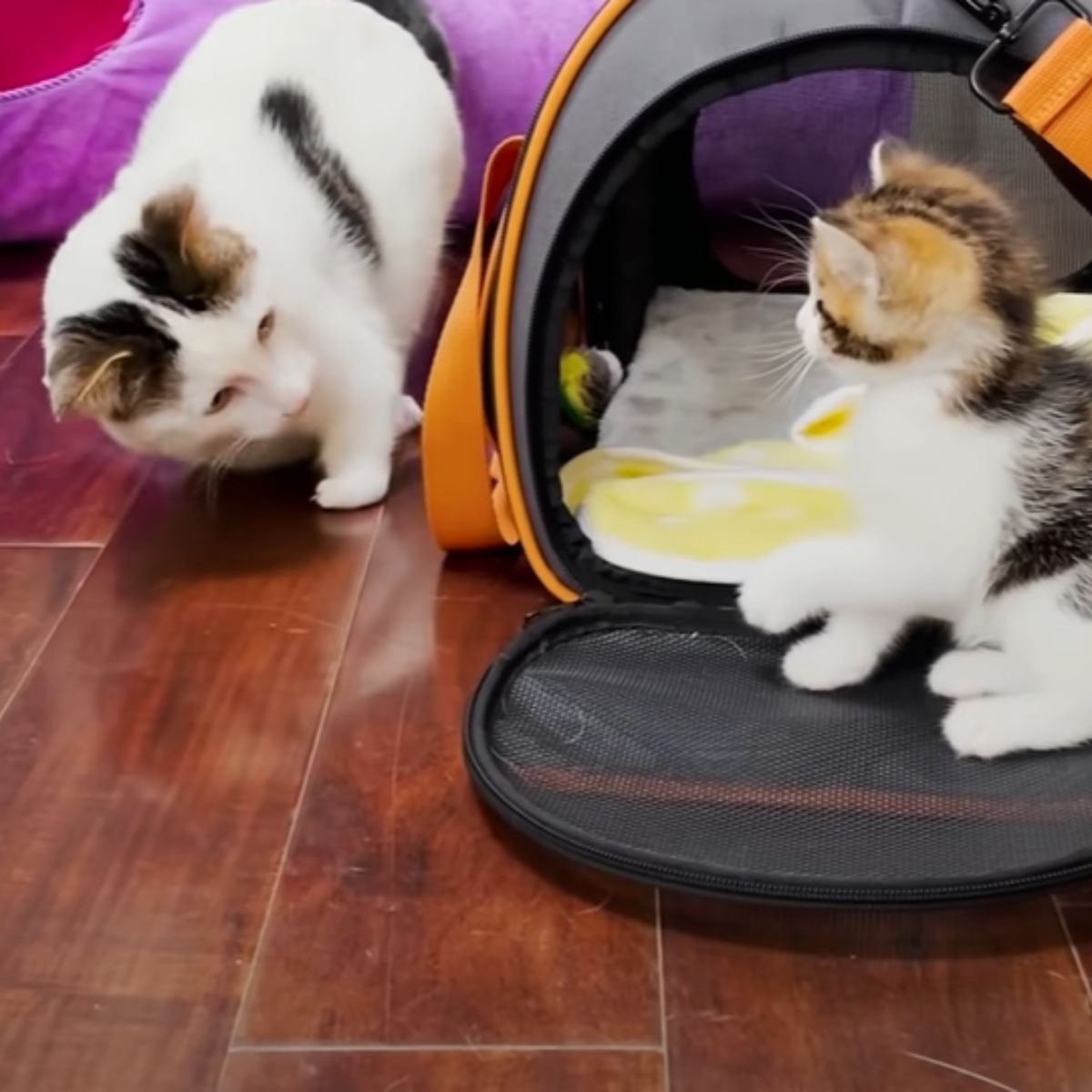 cat and kitten playing