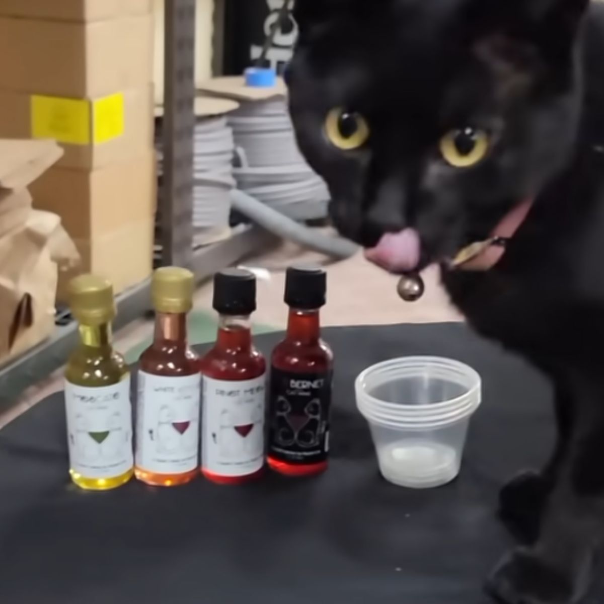 cat and mini bottles