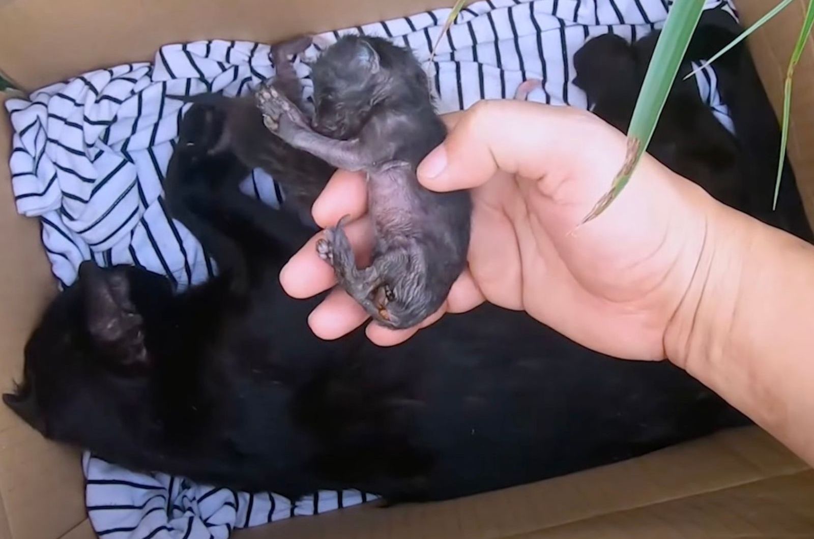 cat and newborn kittens