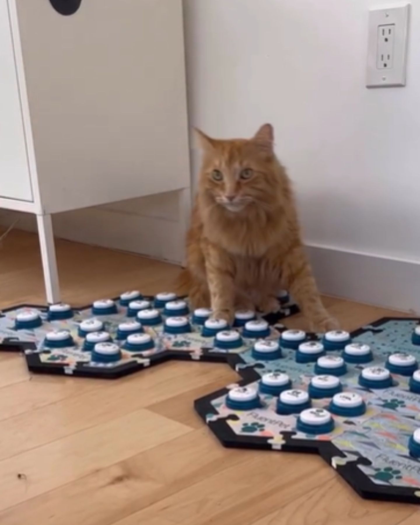 cat and speech buttons