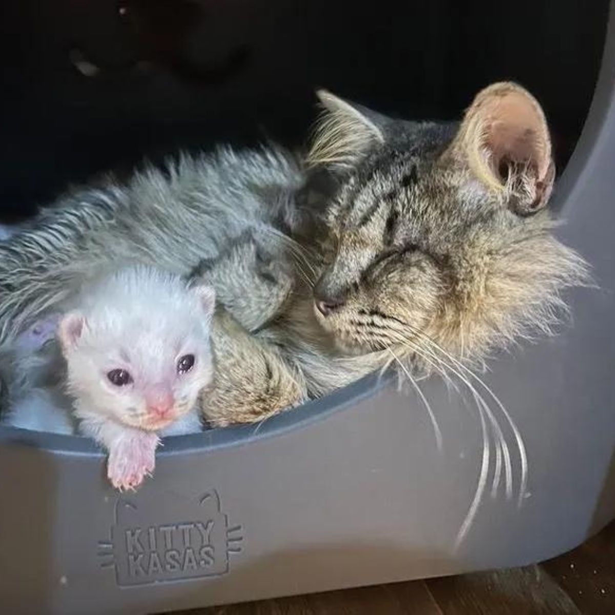 cat and white kitten