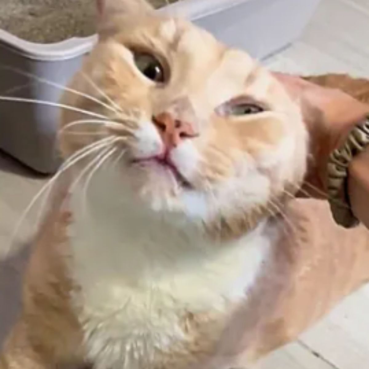 cat asking for attention