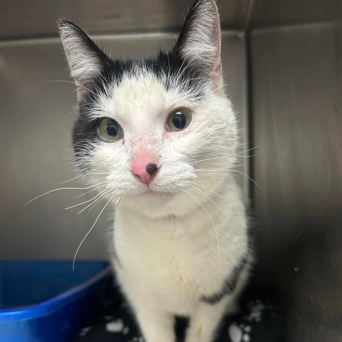 cat at shelter