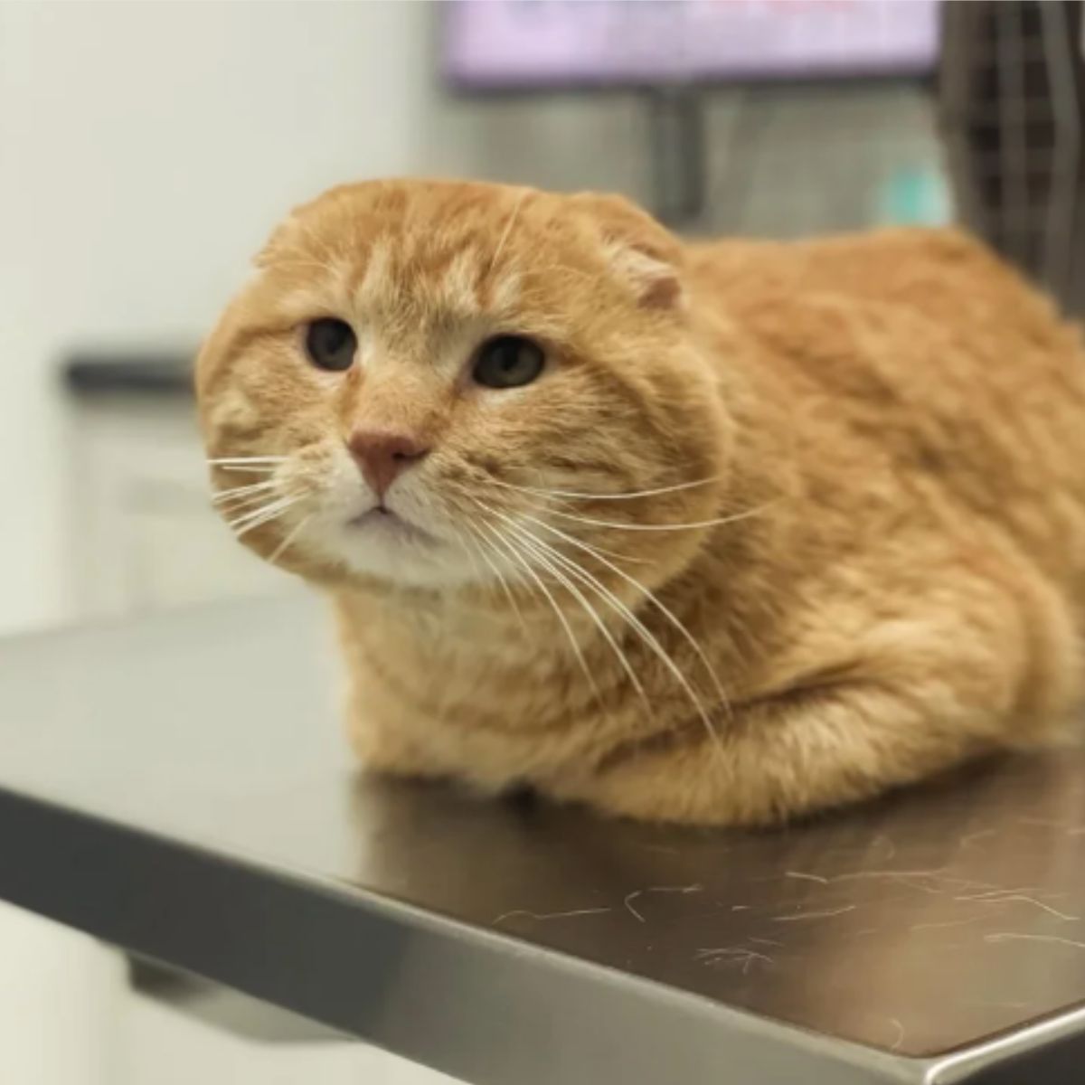 cat at vet table