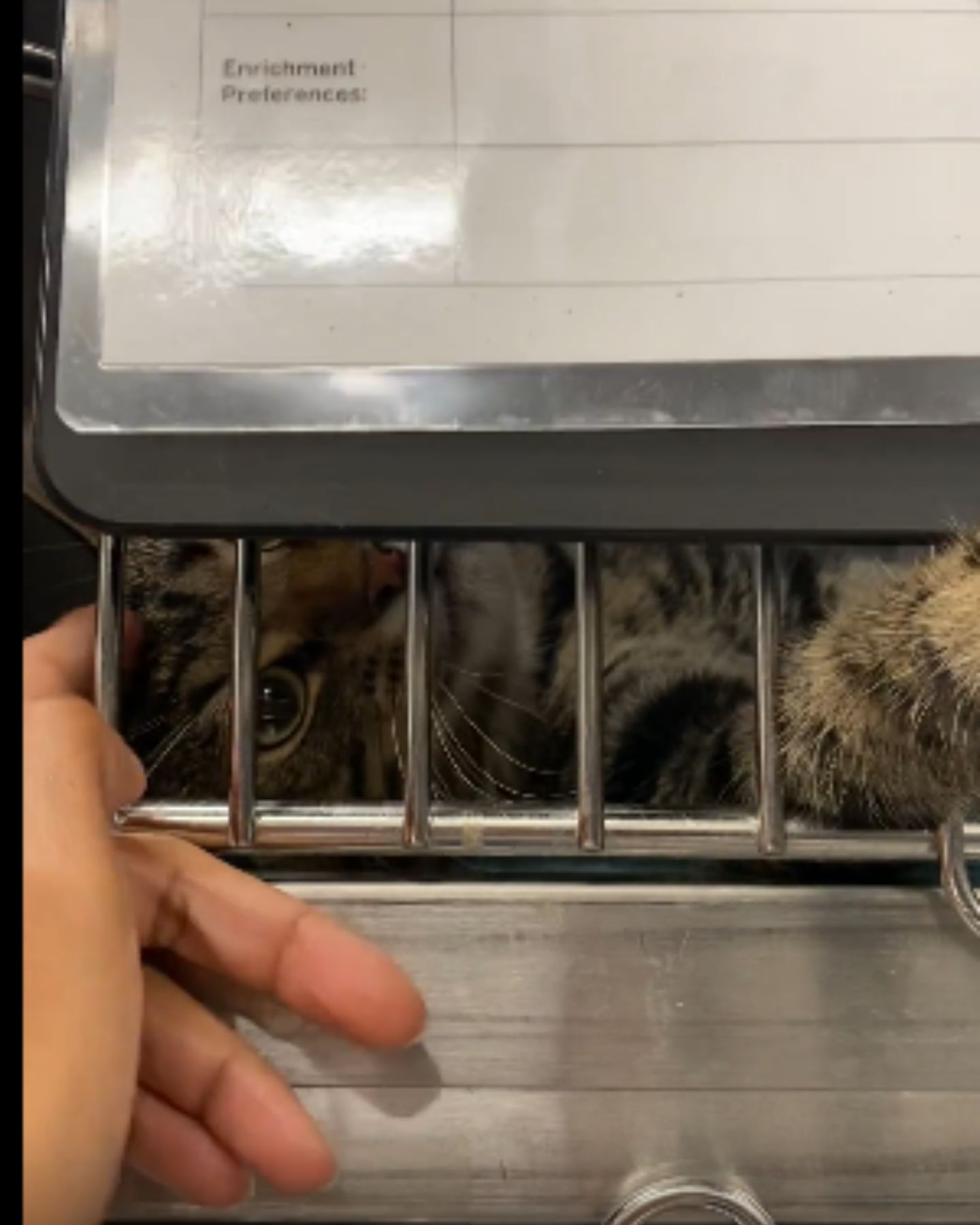 cat begs not to leave her