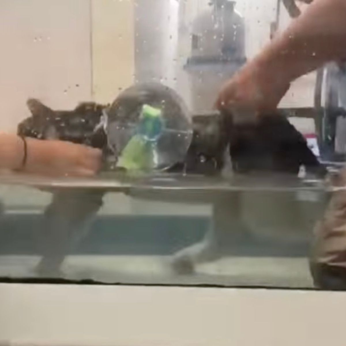 cat being examined