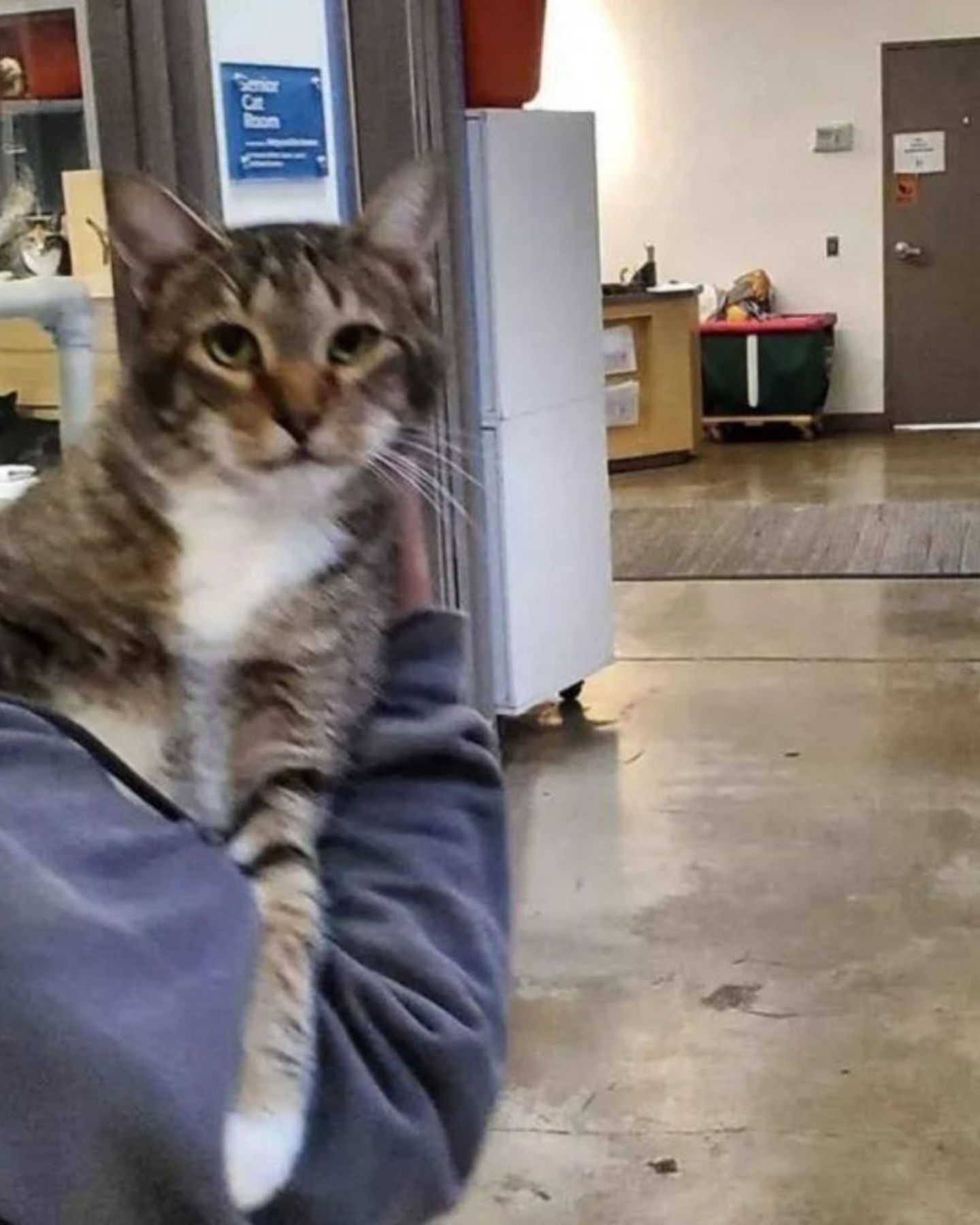 cat being held