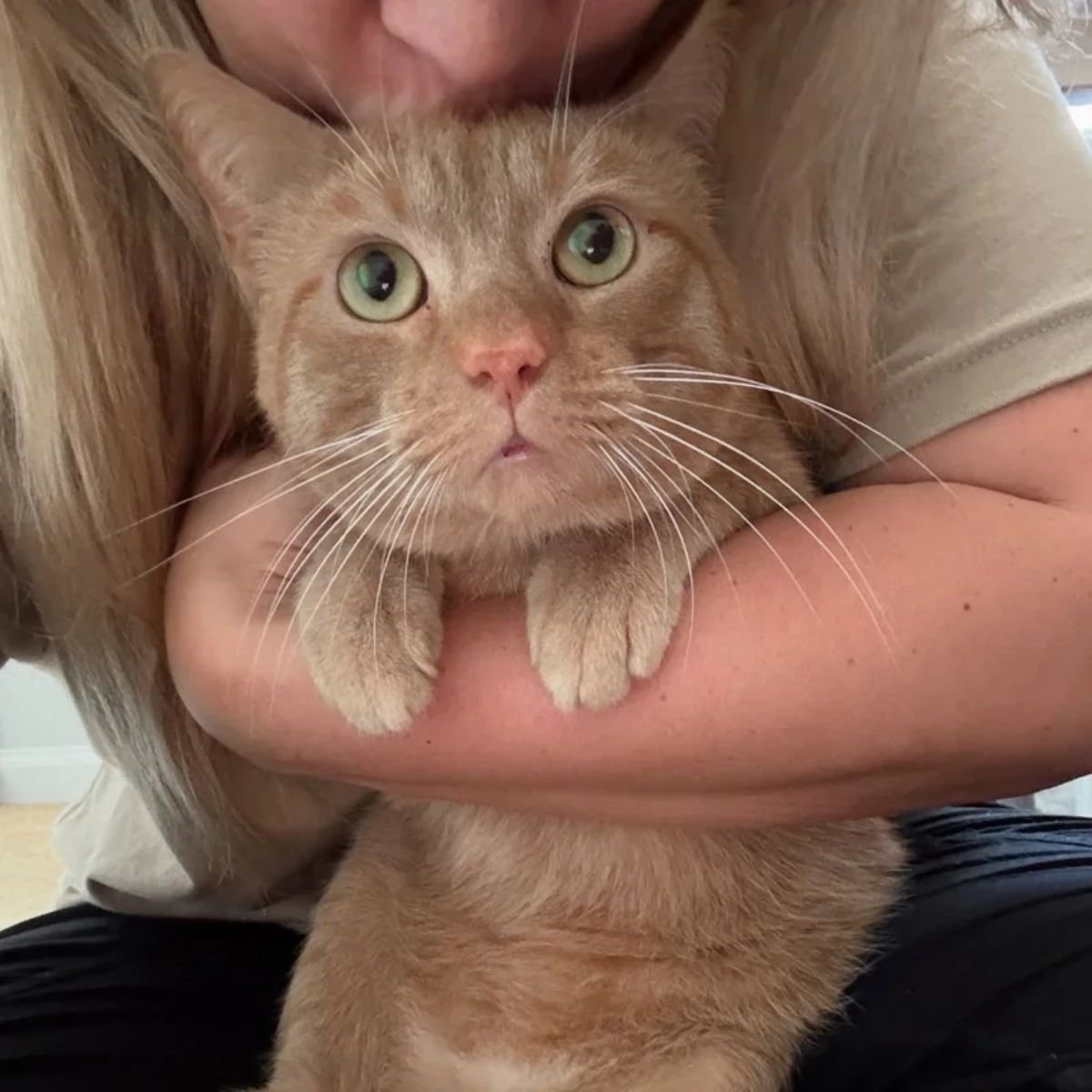cat being held