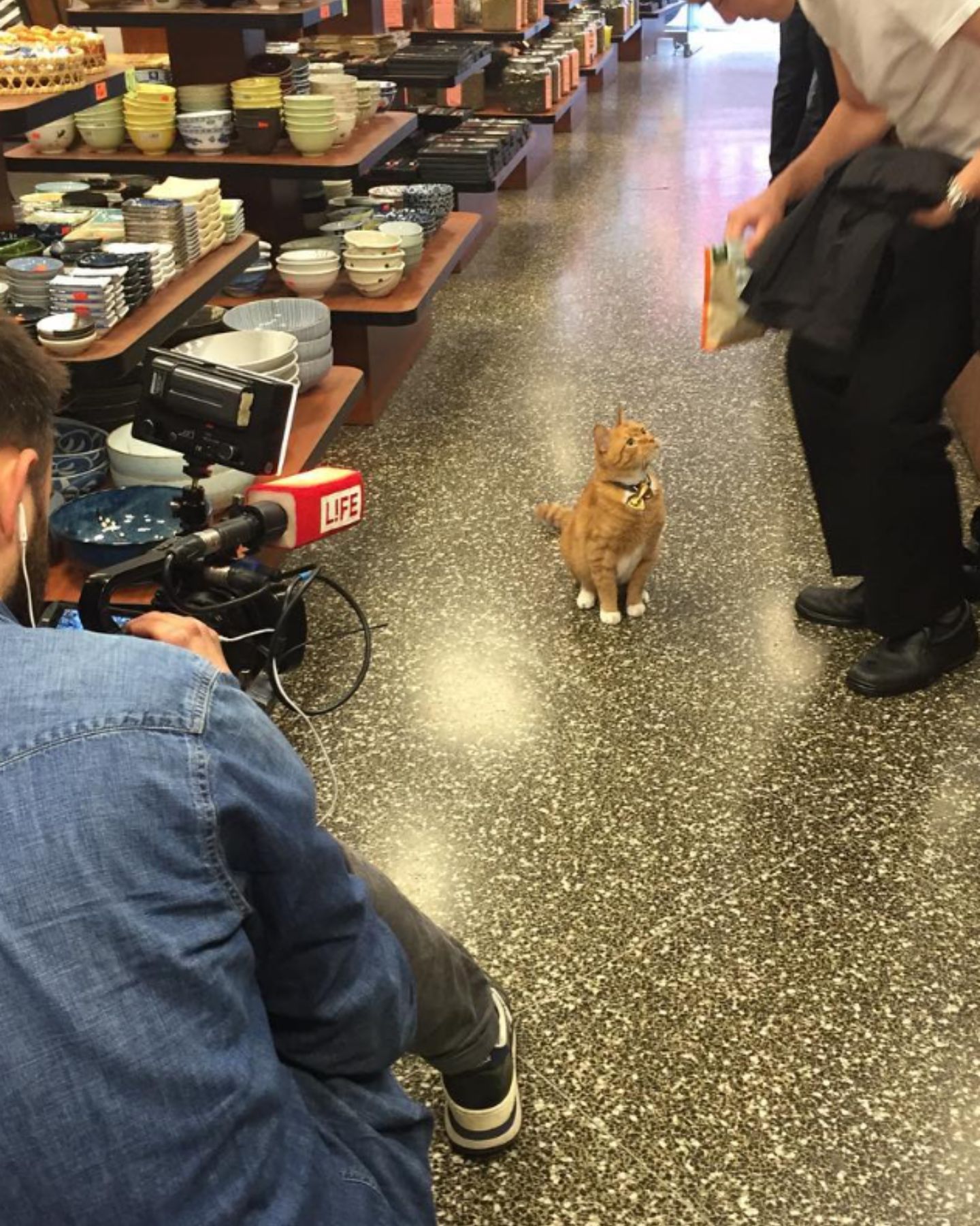 cat being recorded with a camera