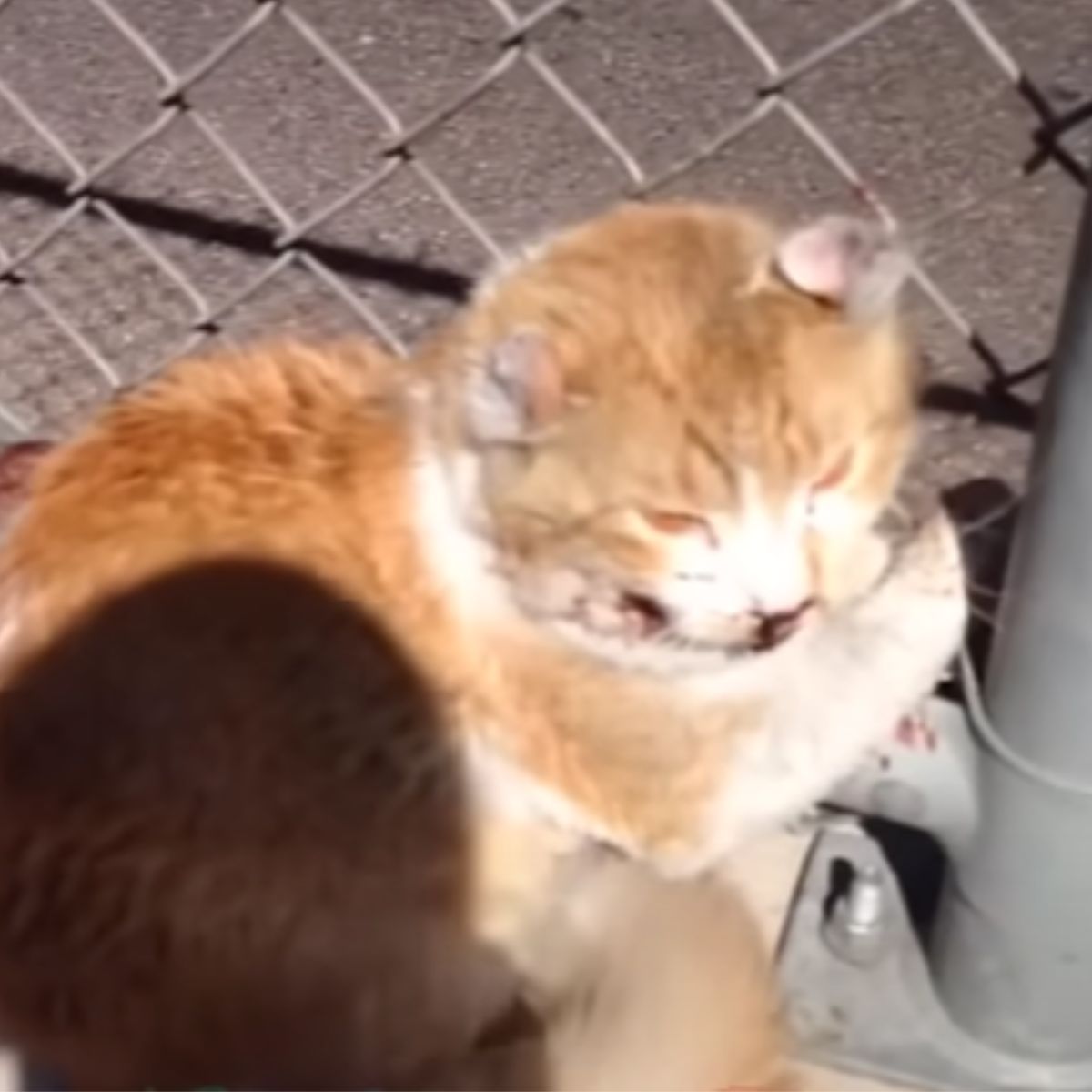 cat by the fence