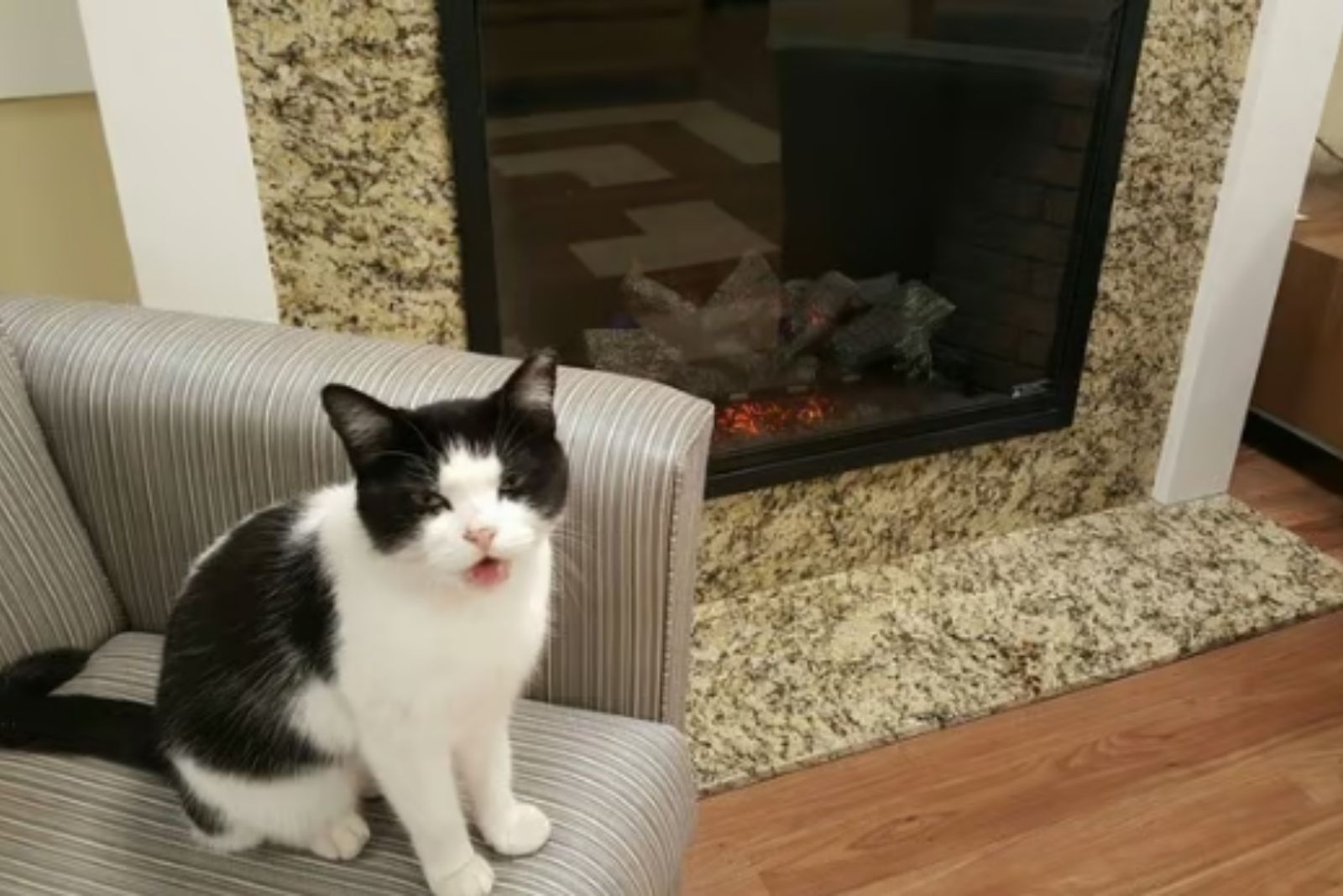 cat by the fireplace