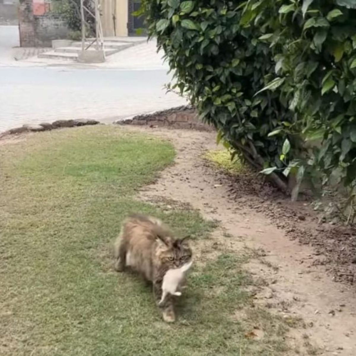 cat carrying the kitten