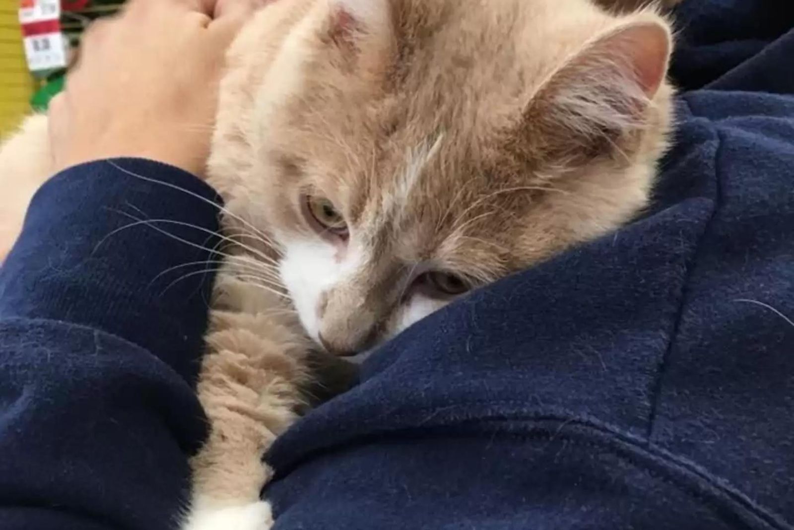 cat cuddles next to the woman