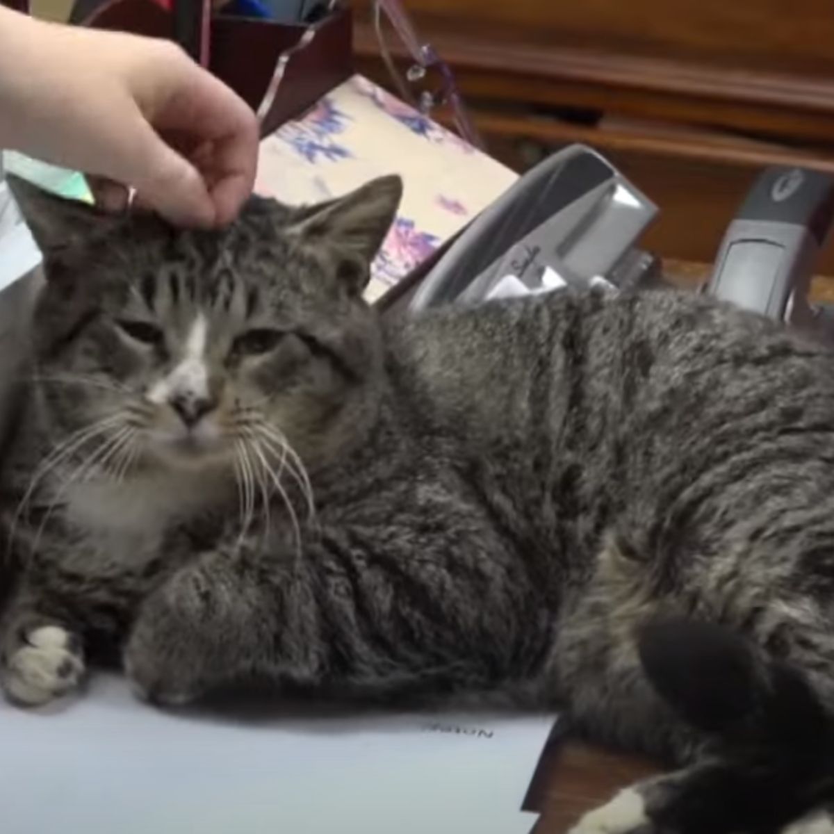 cat cuddling on table