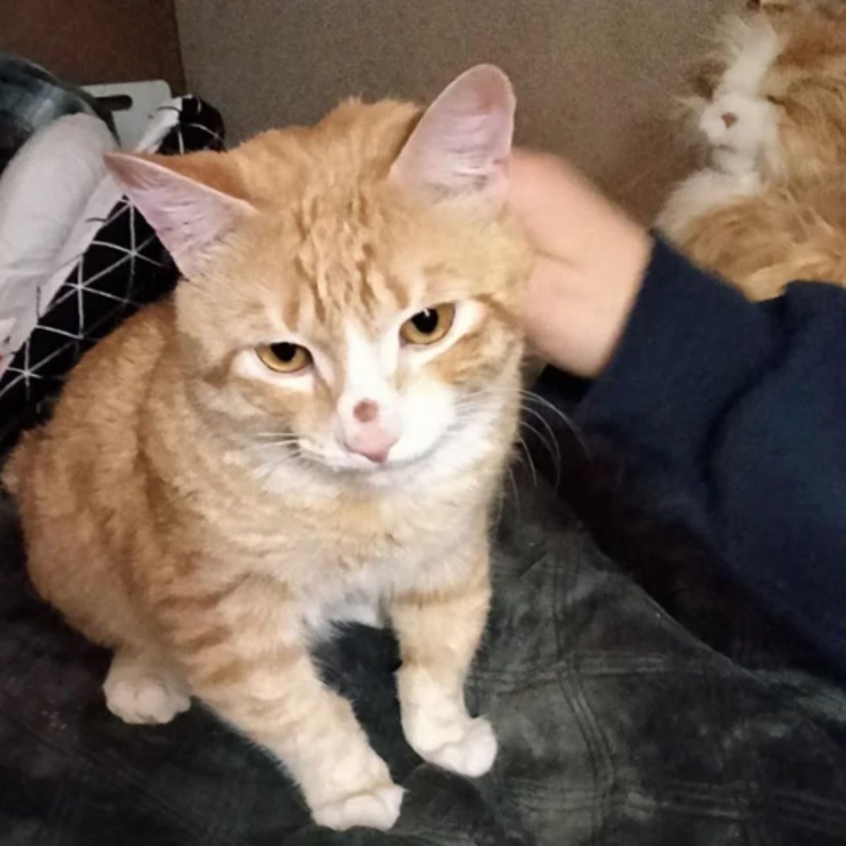 cat cuddling with owner