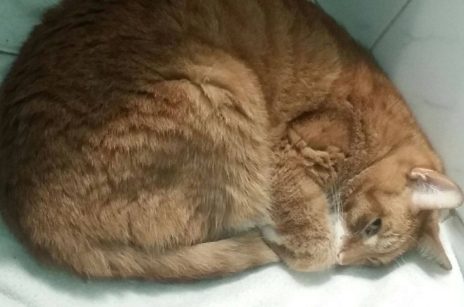 cat curled up